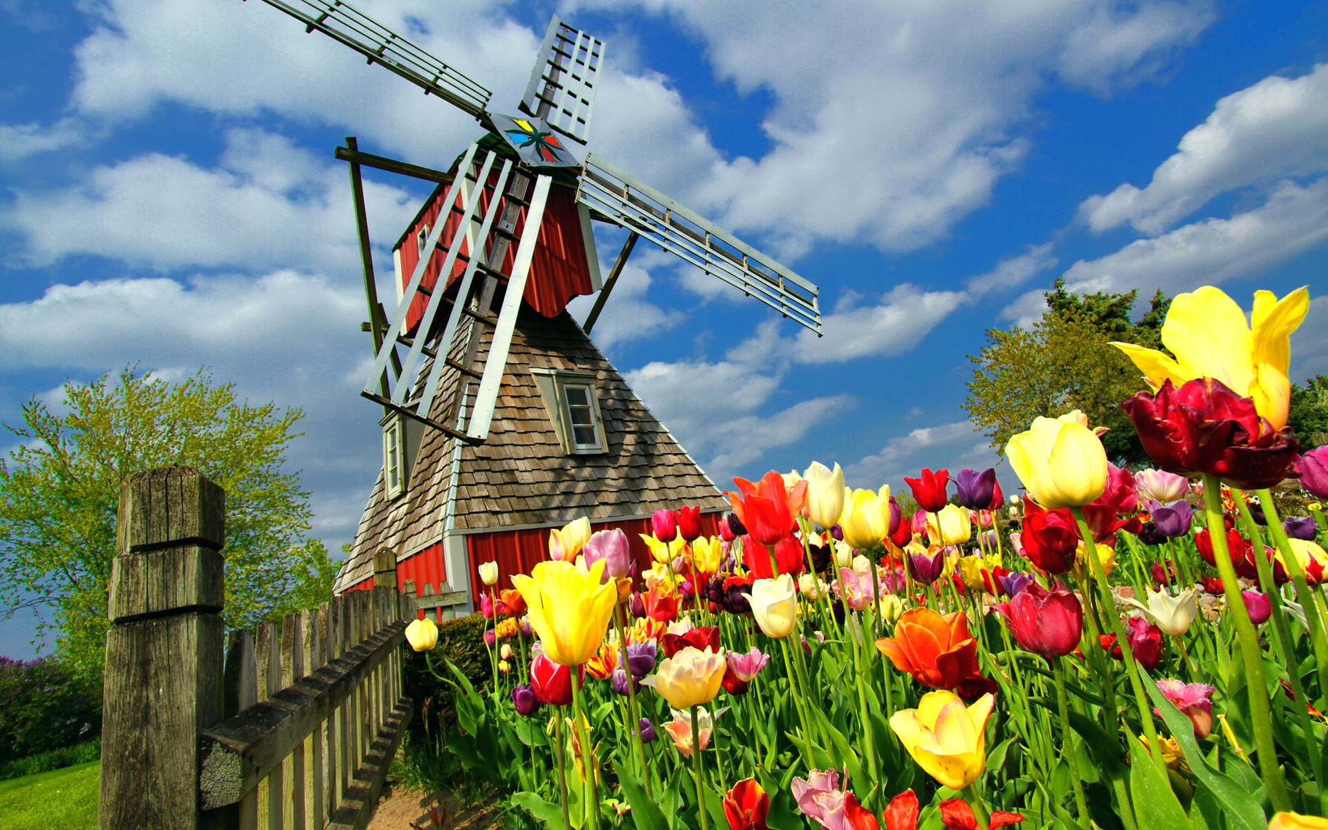 Windmill Tulip Nederland Flower 1920x1200