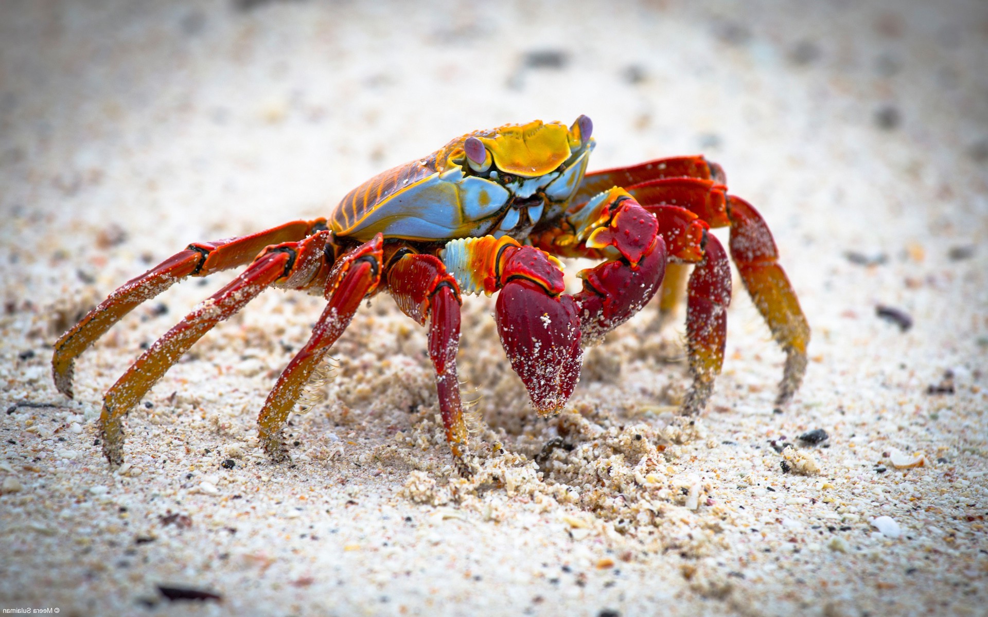 Crabs Animals Nature Grapsus Crustaceans 1920x1200