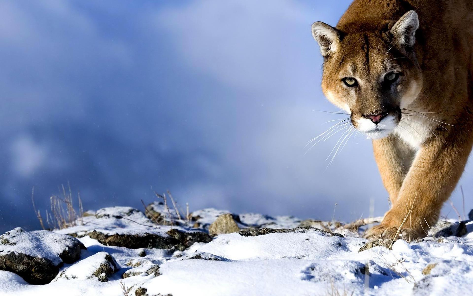 Snow Pumas Animals 1920x1200