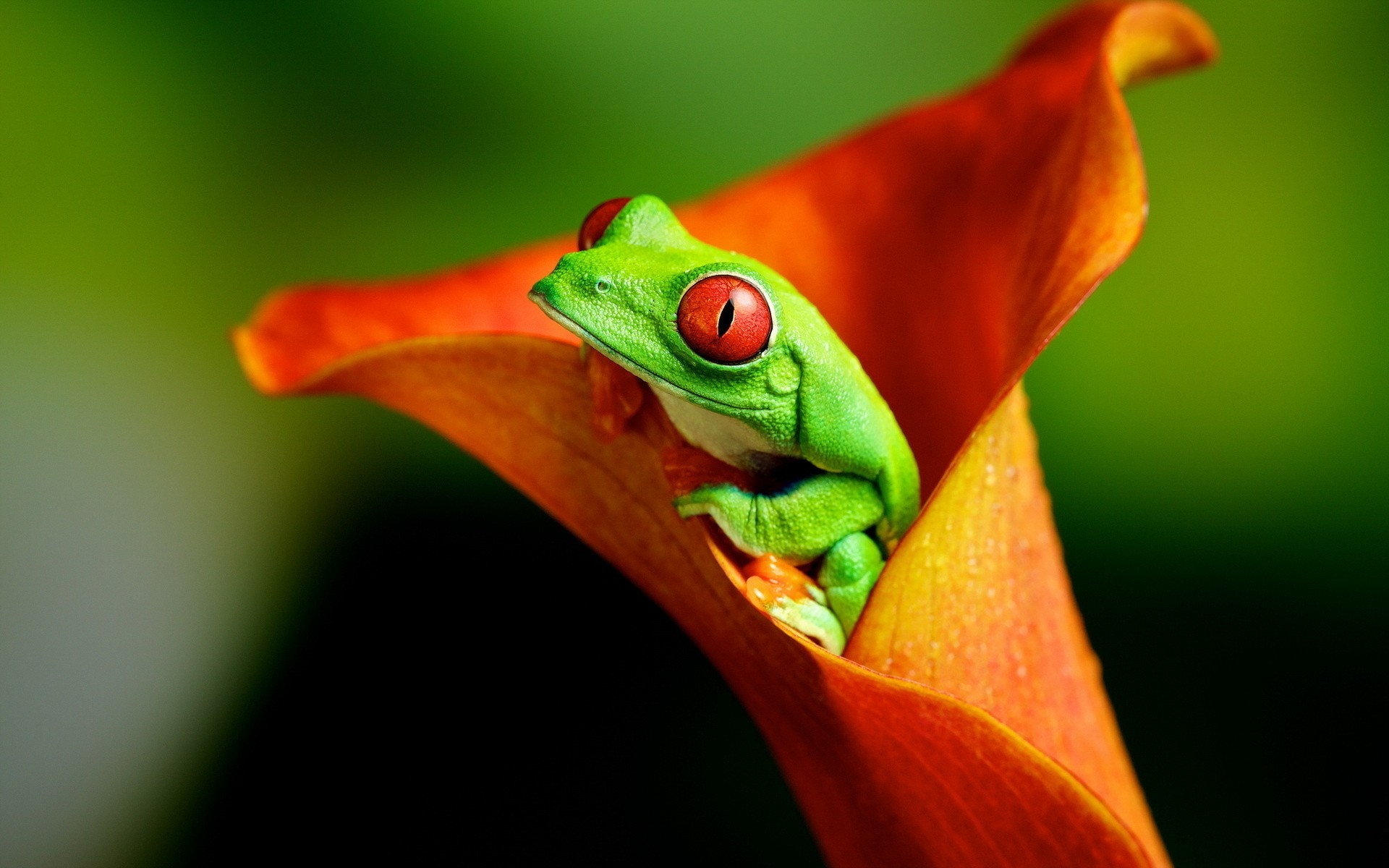 Animals Frog Flowers Amphibian Red Eyed Tree Frogs 1920x1200