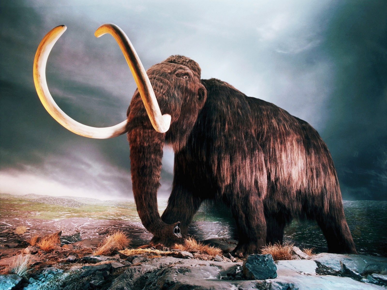 Dinosaur Woolly Mammoth Mammoth Old Tusk Extinct Giant Pliocene 1600x1200