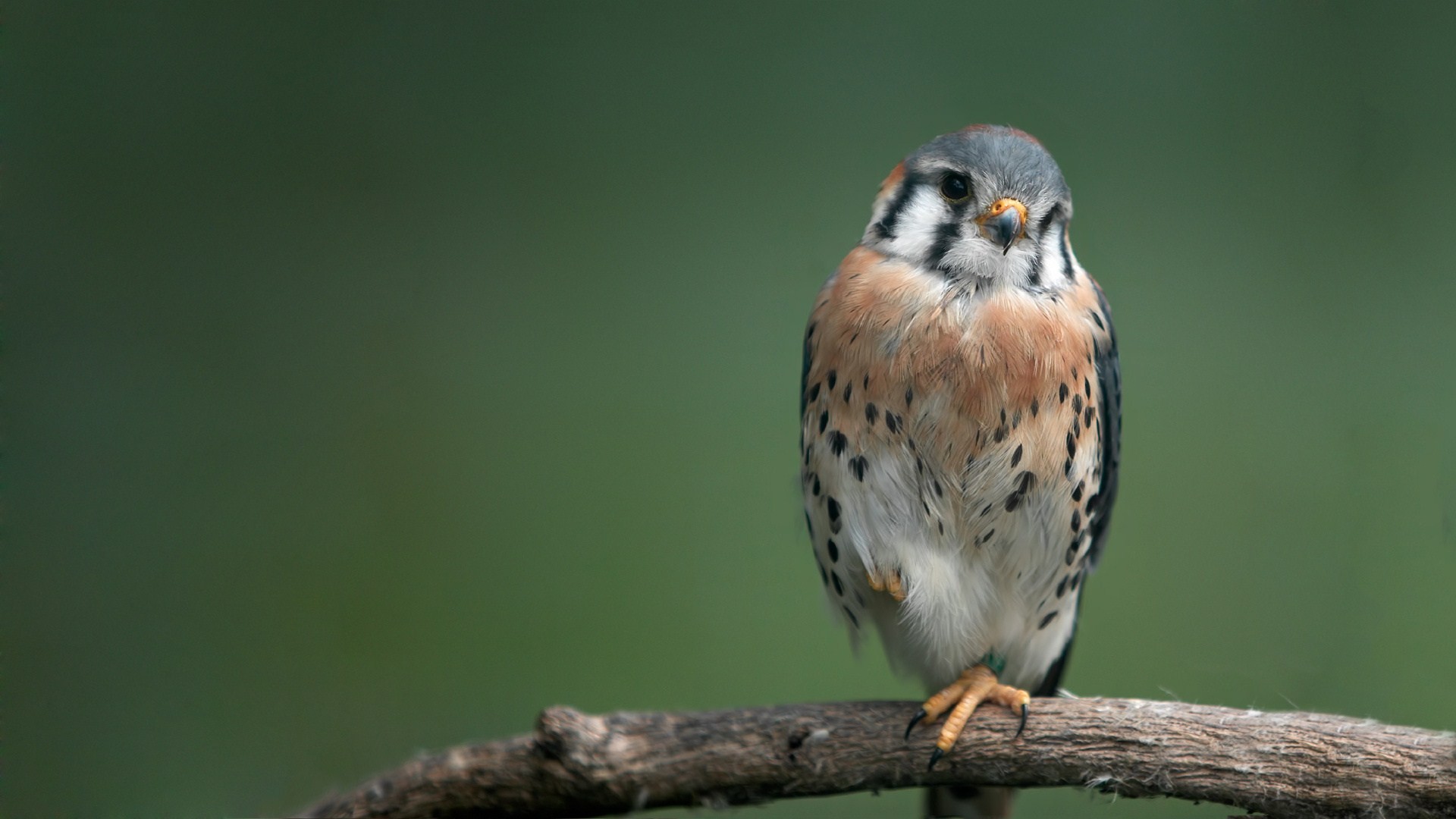 Animals Kestrel Birds 1920x1080