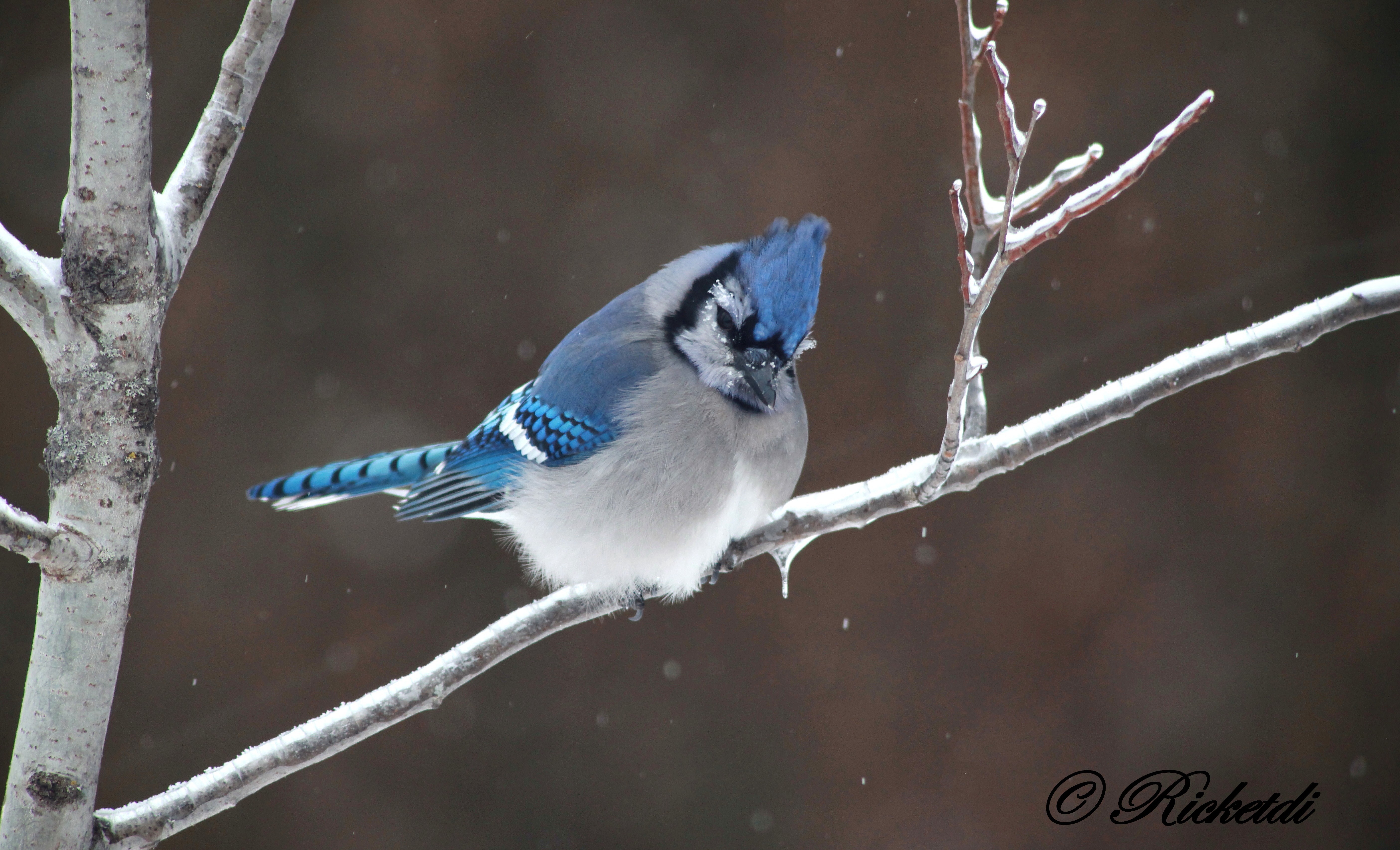 Blue Jay Jay Bird Passerine 5616x3411