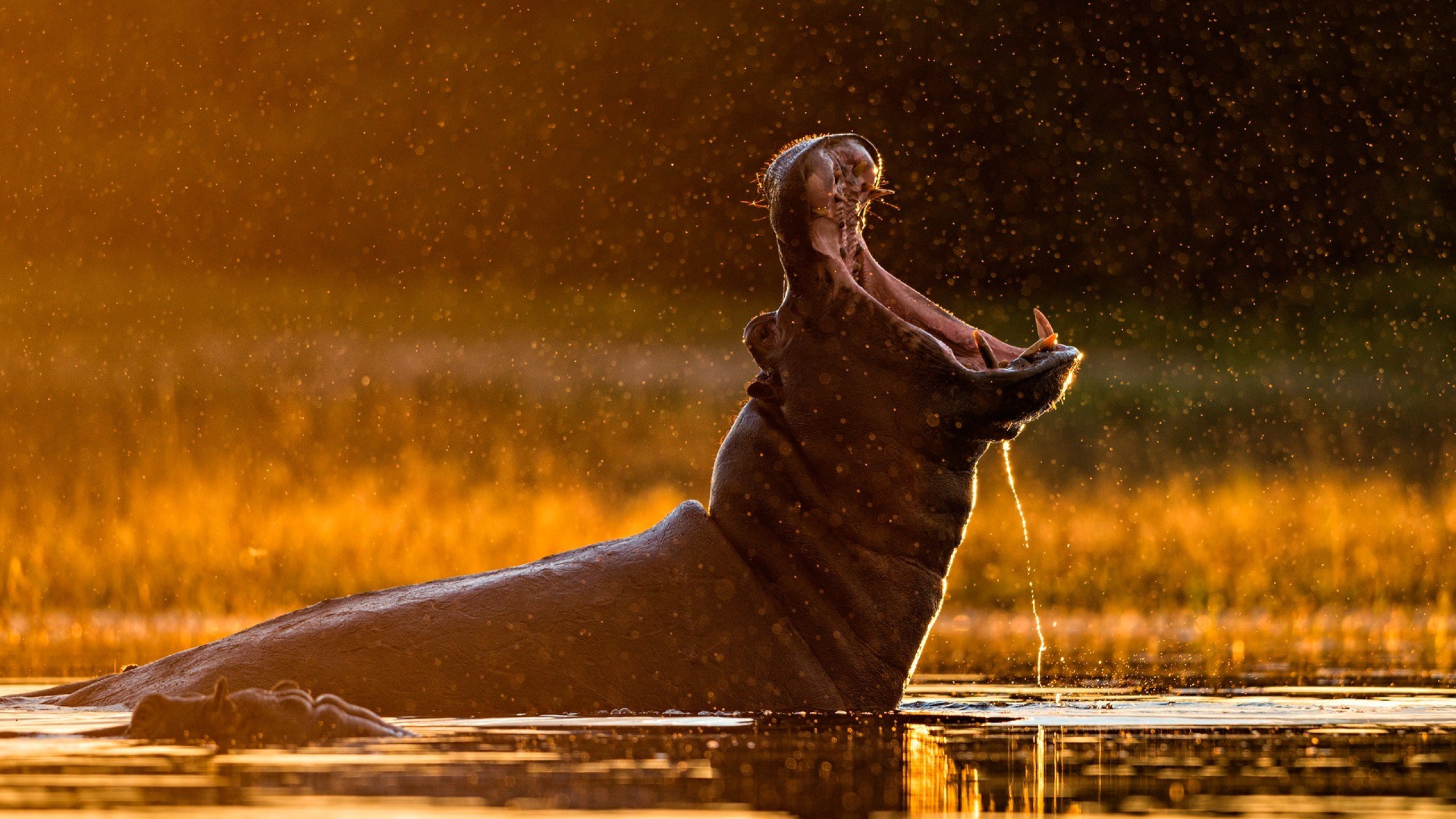 Hippos Sunlight Water Drops Bokeh Wildlife 2560x1440