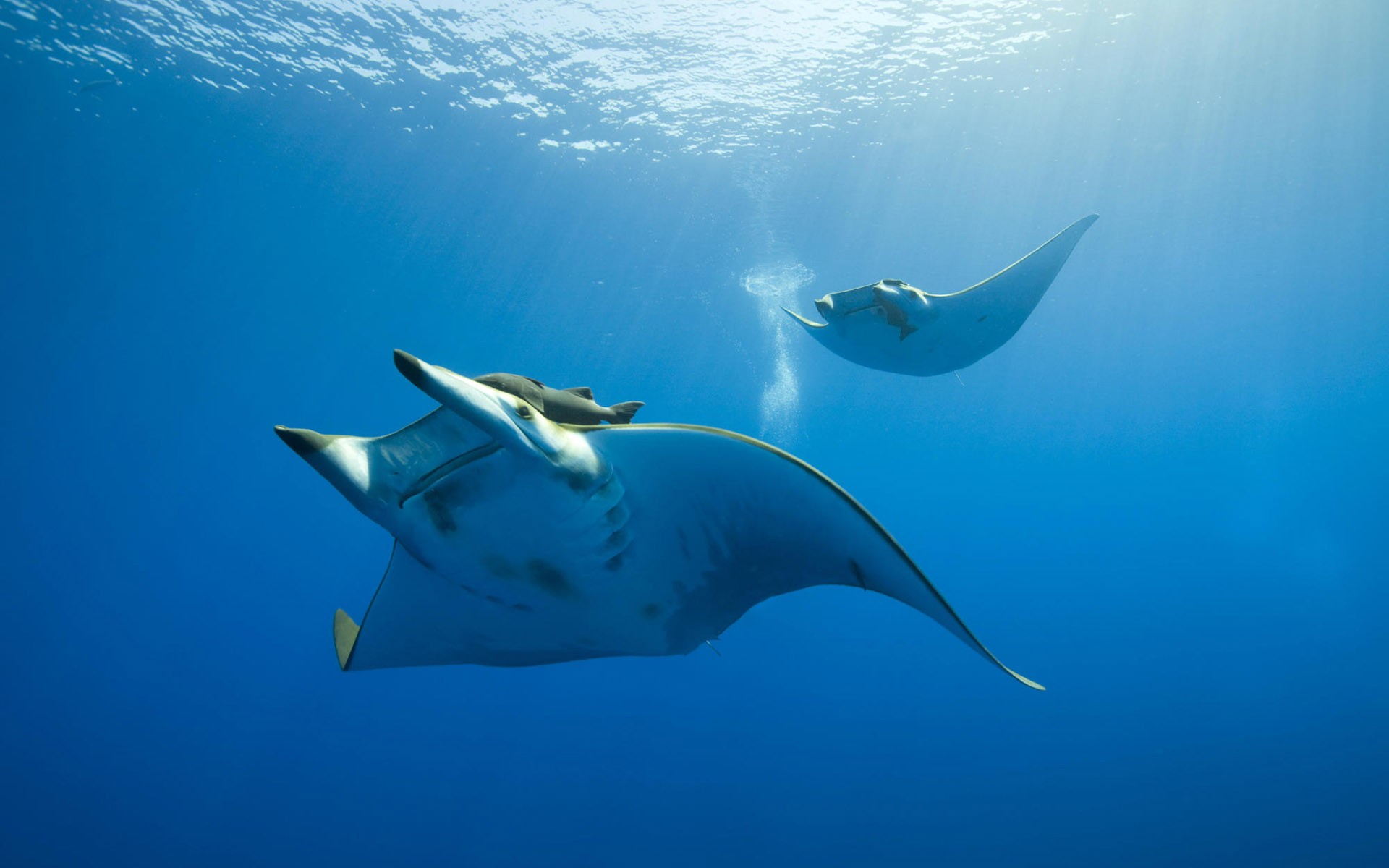 Photography Nature Sea Water Underwater Animals Sunlight Manta Rays 1920x1200
