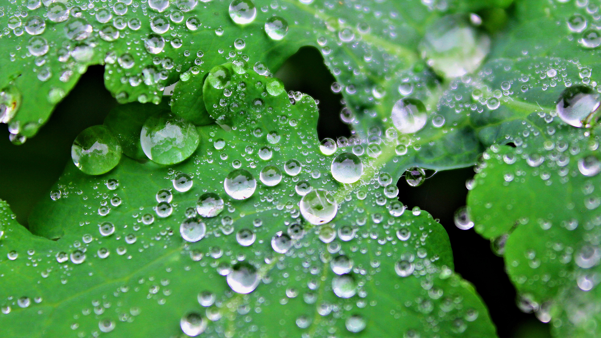 Leaves Raindrop Water Drops Nature 1920x1080