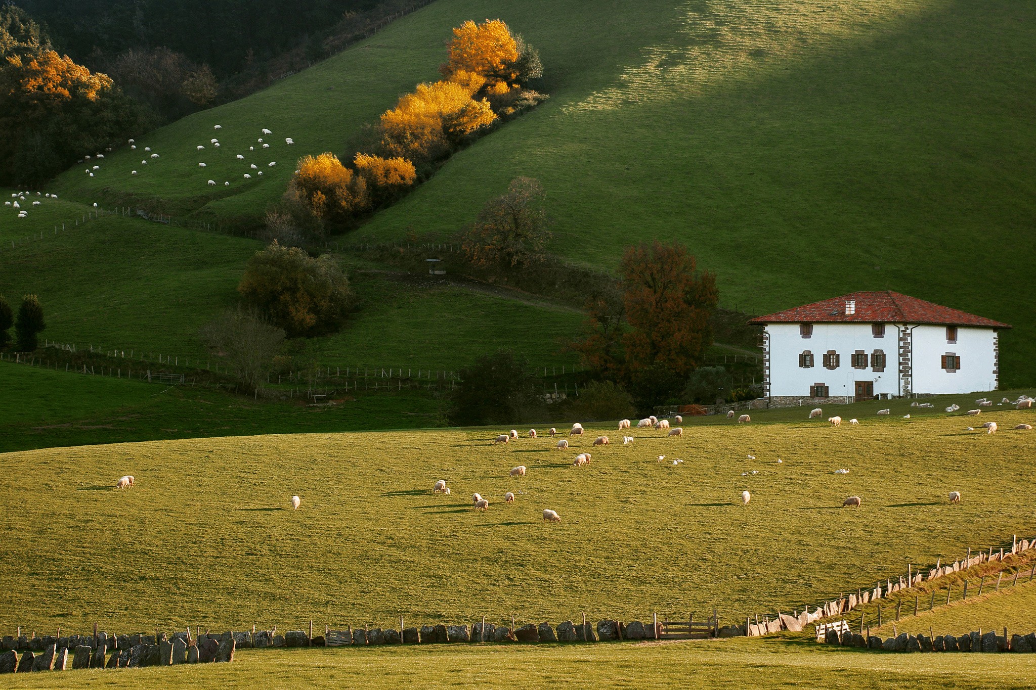 Farm Farm House Sheep Landscape 2048x1365