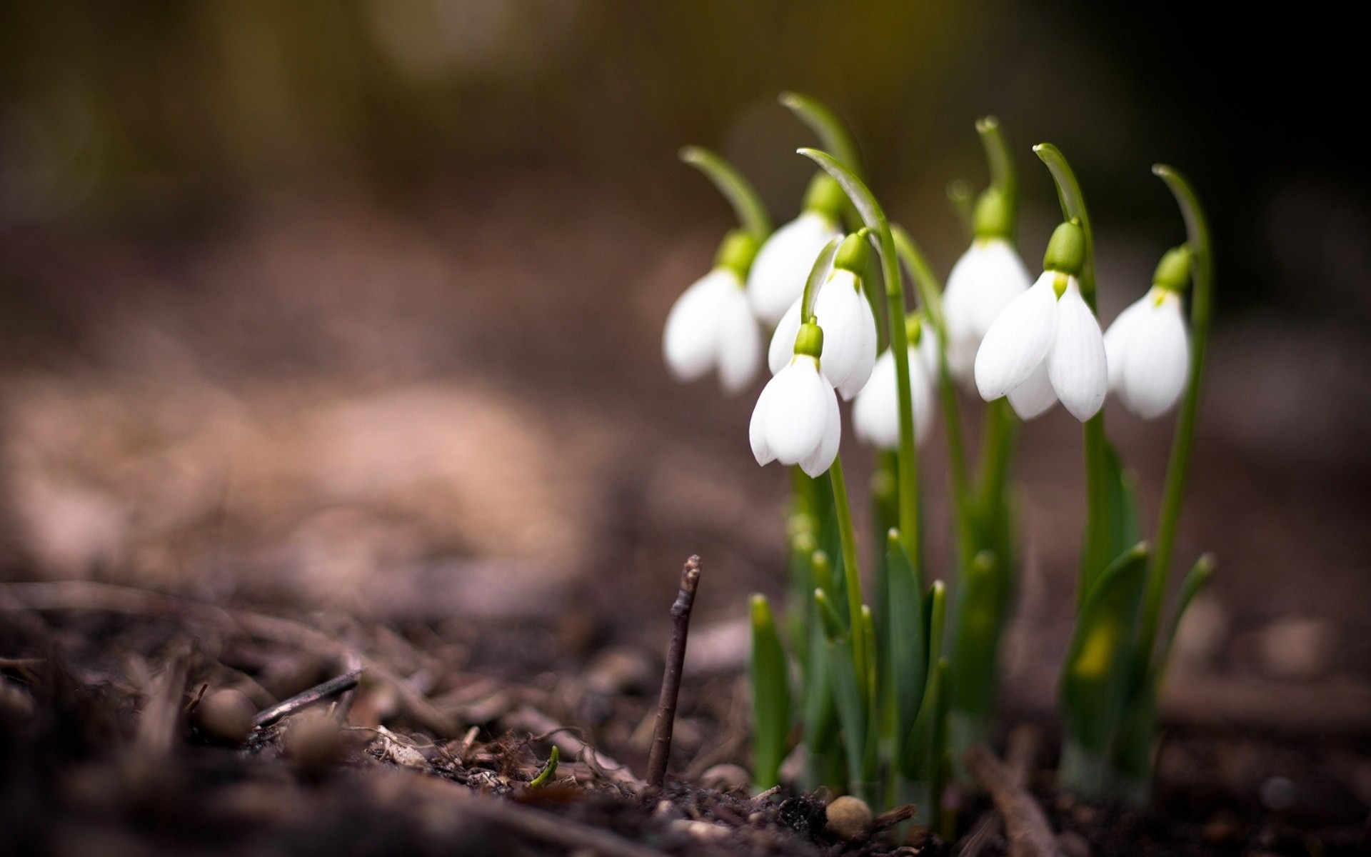 Flowers Snowdrops Spring White Flowers Depth Of Field 1920x1200
