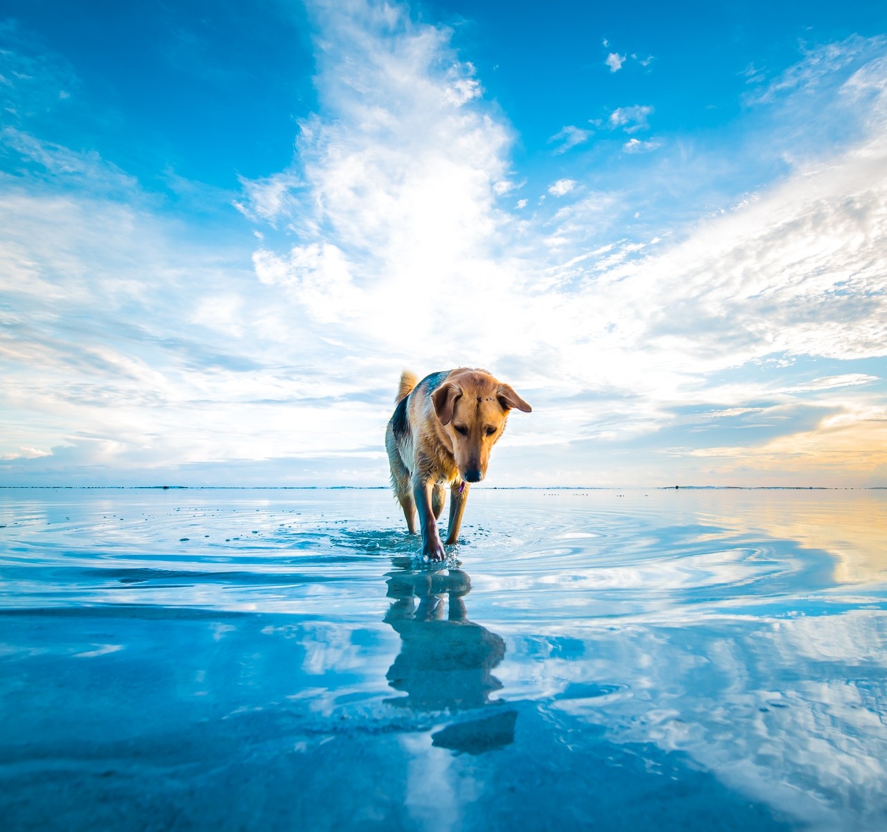 Dog Beach Clouds Sea Animals Mascot Water Blue White Nature 1280x1201