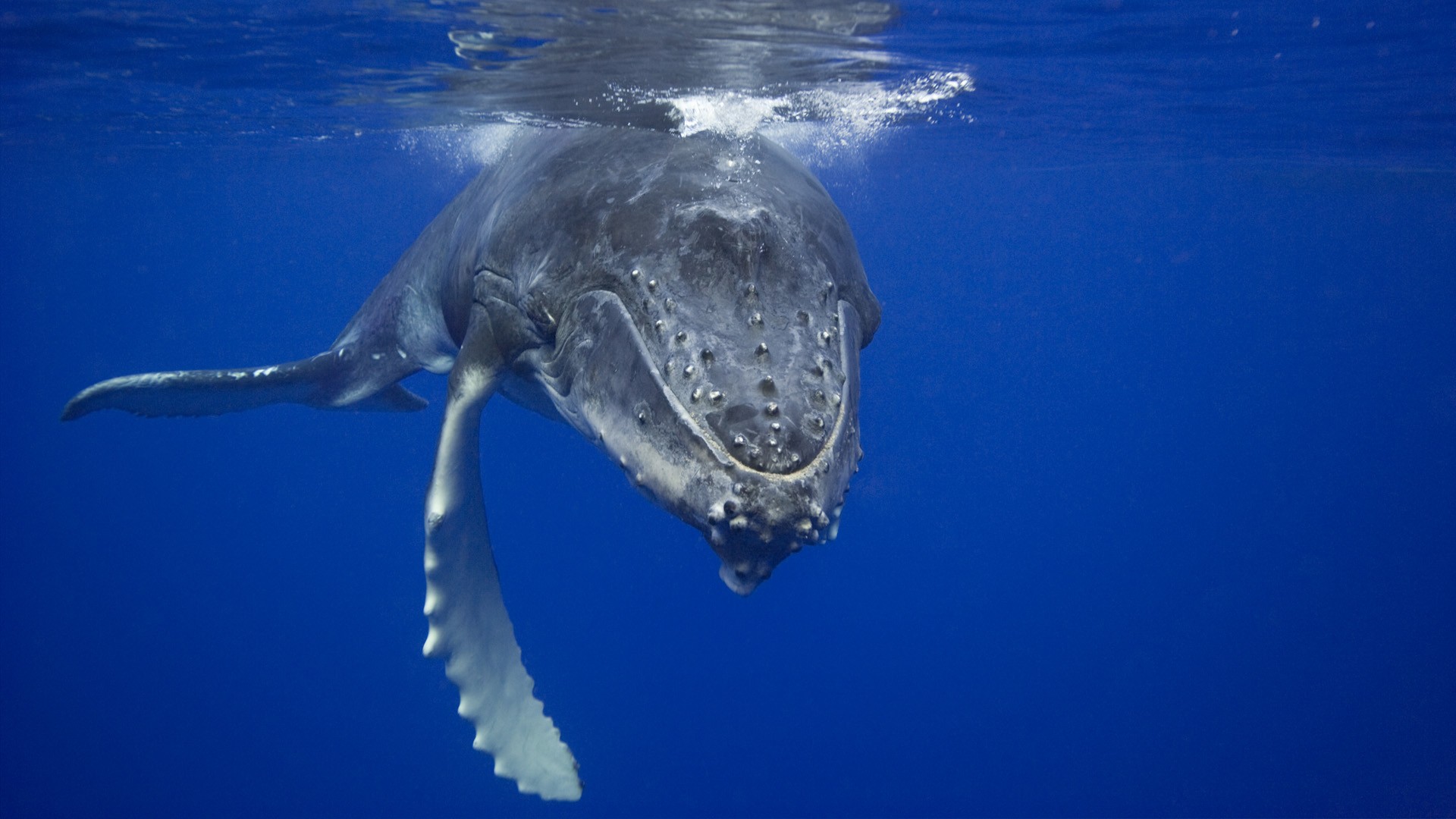 Whale Animals Underwater Mammals Blue Sea Humpback Whale 1920x1080