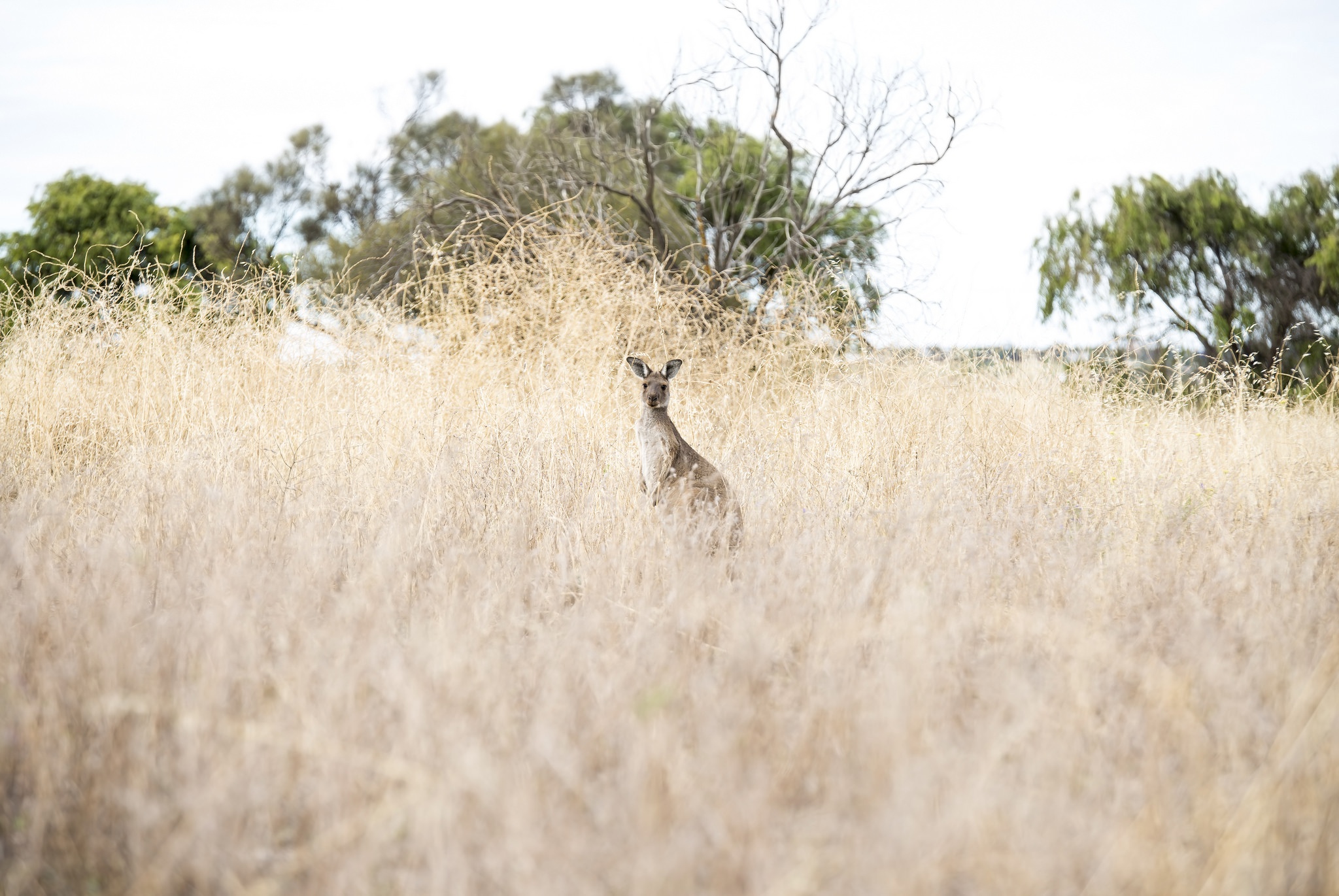 Kangaroo Wildlife Marsupial 2048x1371