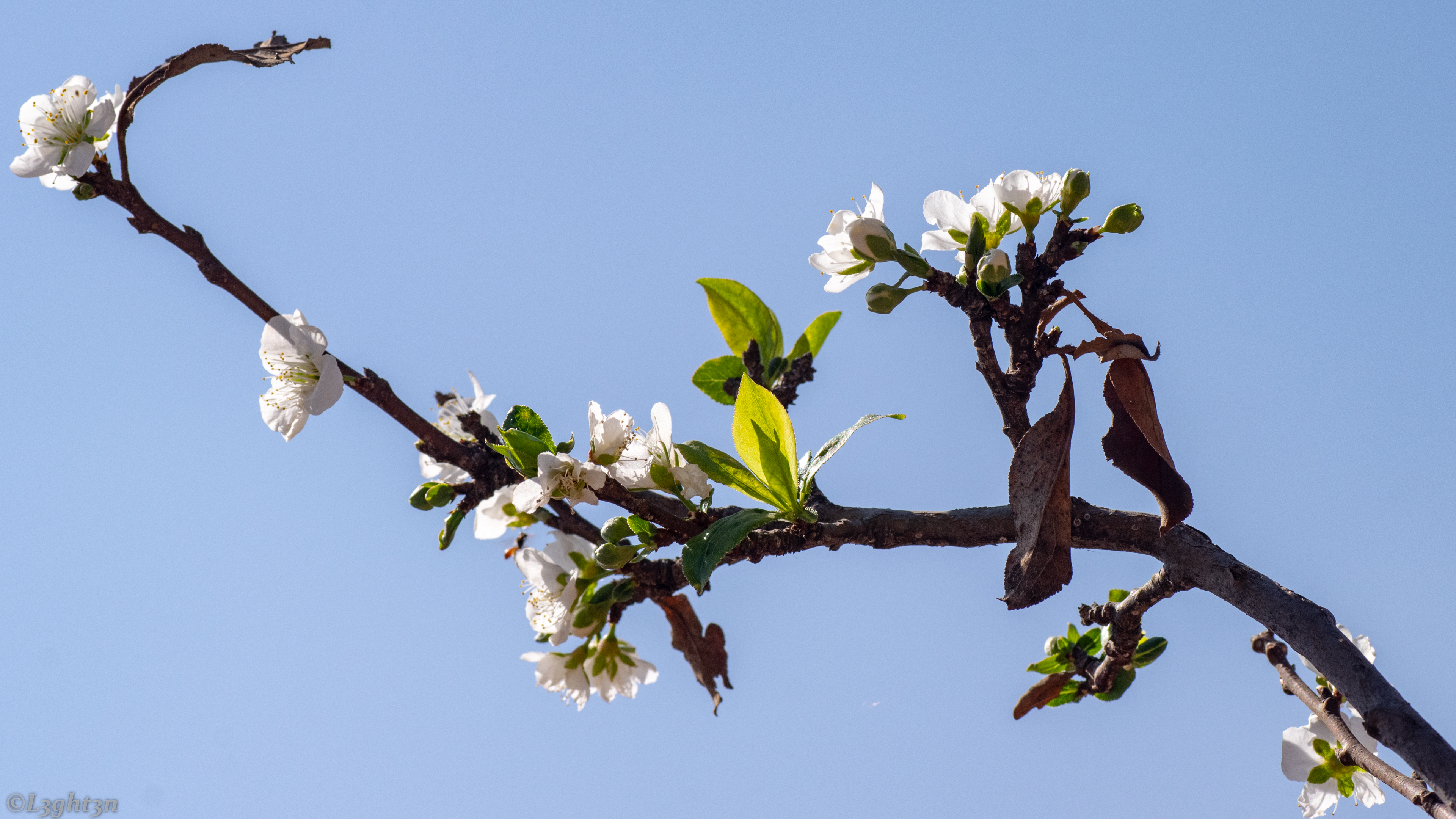 Blooming Photography Flowers Trees Sky Nature 3840x2160