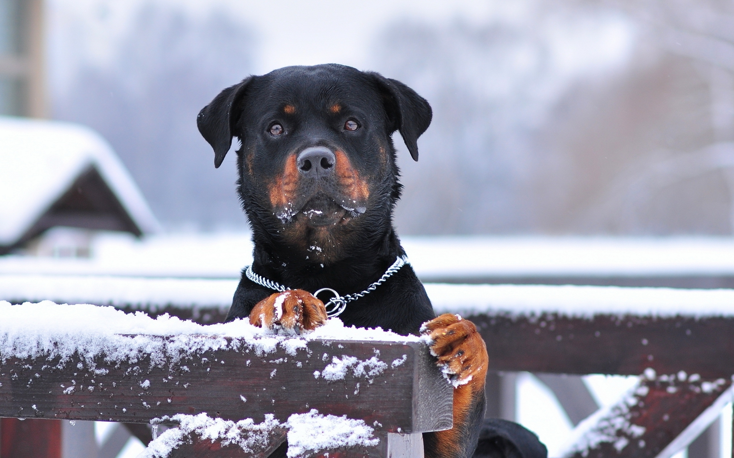 Animal Dog Rottweiler Fence Winter Snow Muzzle 2560x1600