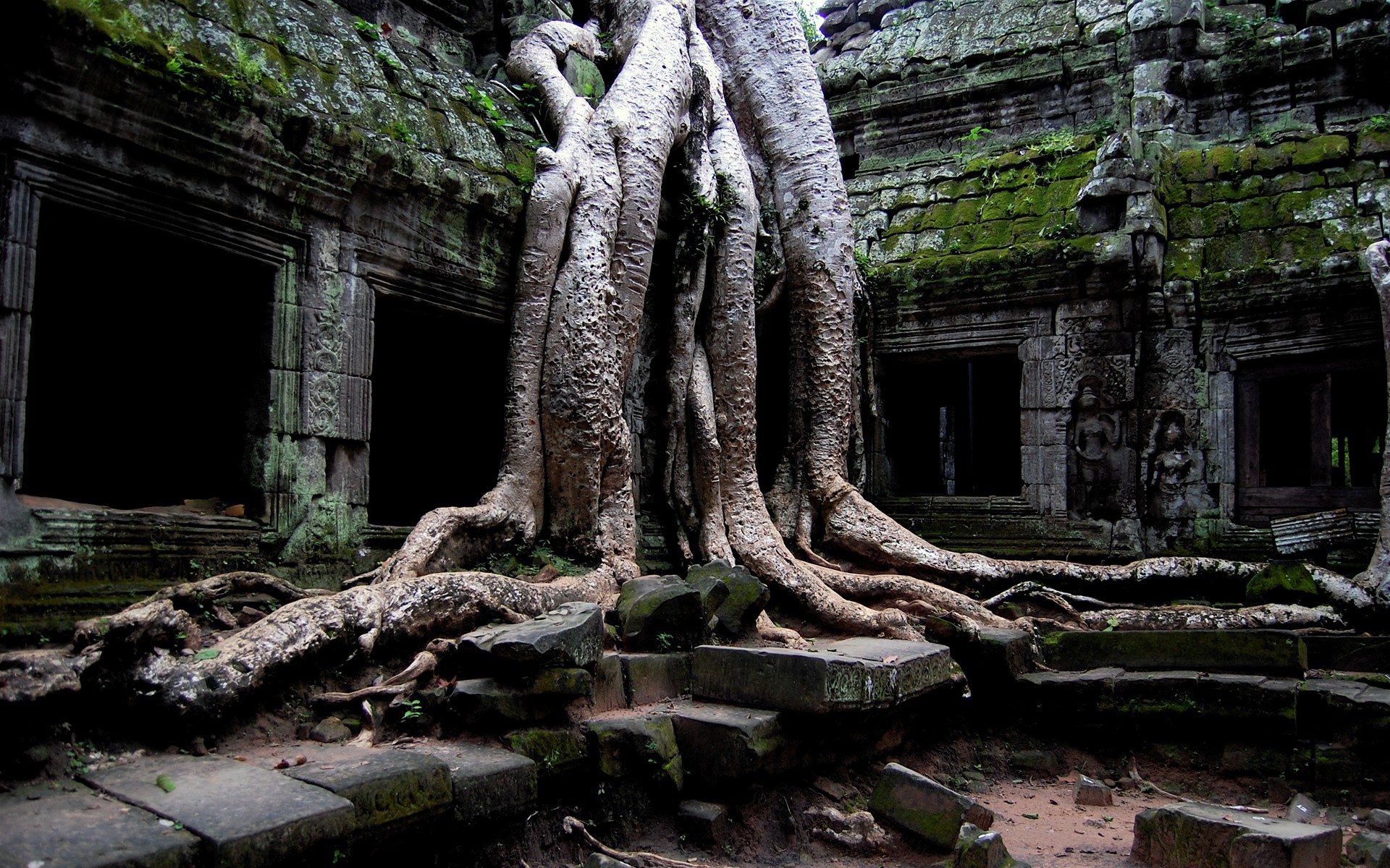 Roots Cambodia Temple Ruin Old Plants Stone Angkor Wat Angkor Wat Cambodia Roots Temple Ruin 1920x1200