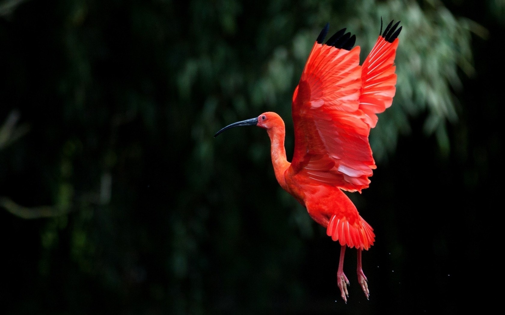 Animal Ibis 1680x1050