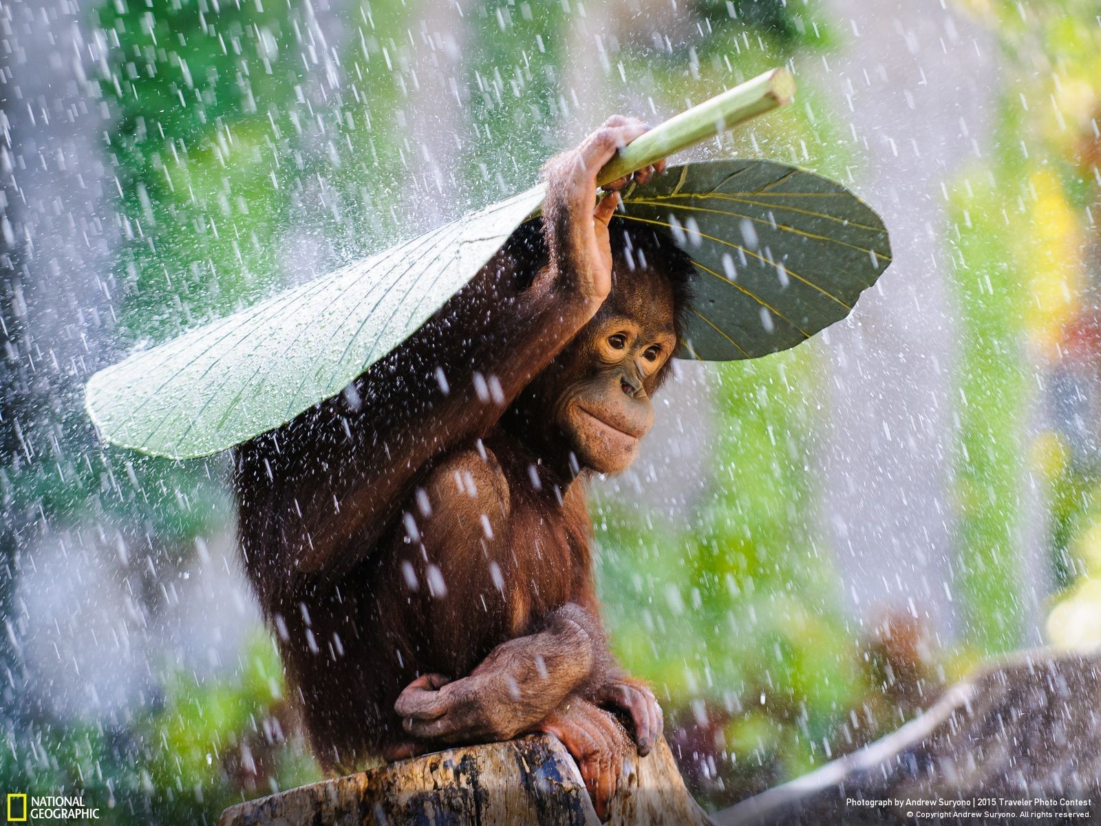 Sky Clouds Landscape Wildlife Orangutans 1600x1200