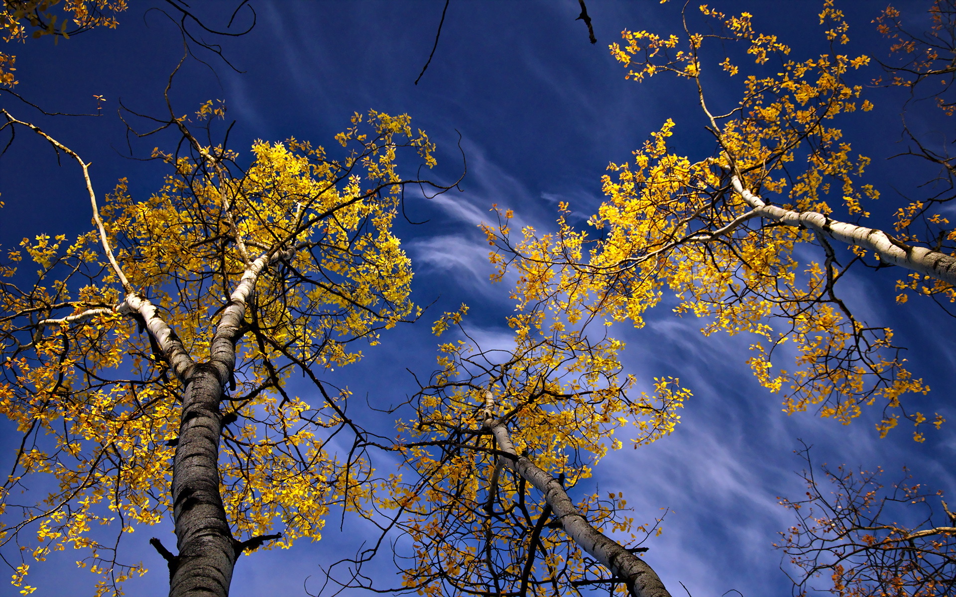 Sky Fall Tree Nature Foliage Treetops 1920x1200