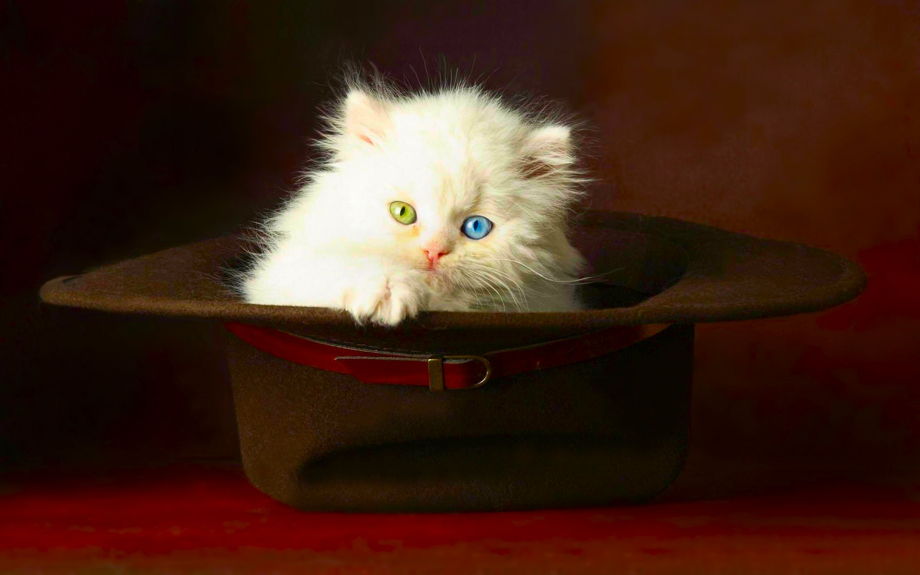 Animal Cat Cute Kitten Hat 2960x1850