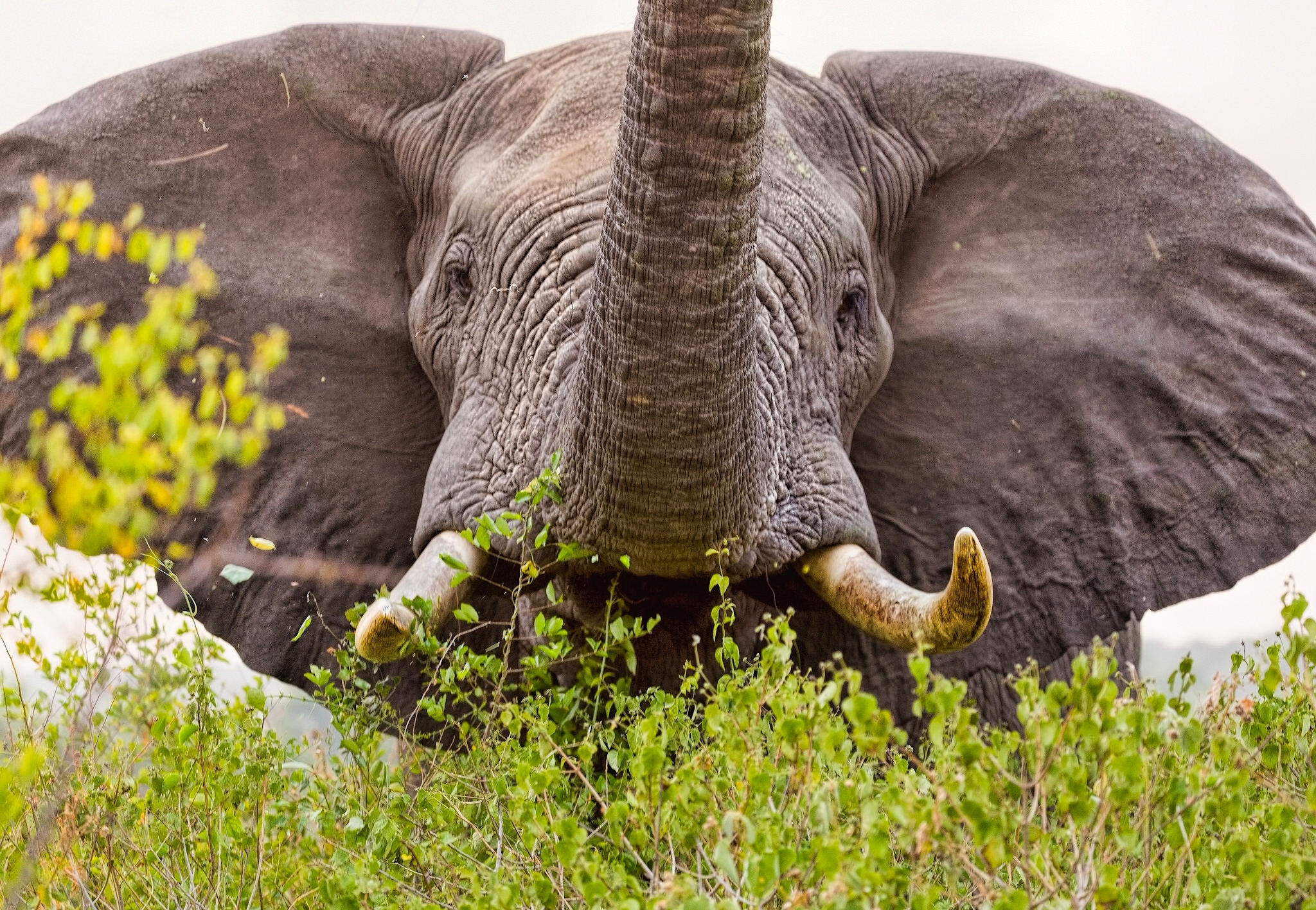 Animals Elephant Ears Wildlife 2048x1417