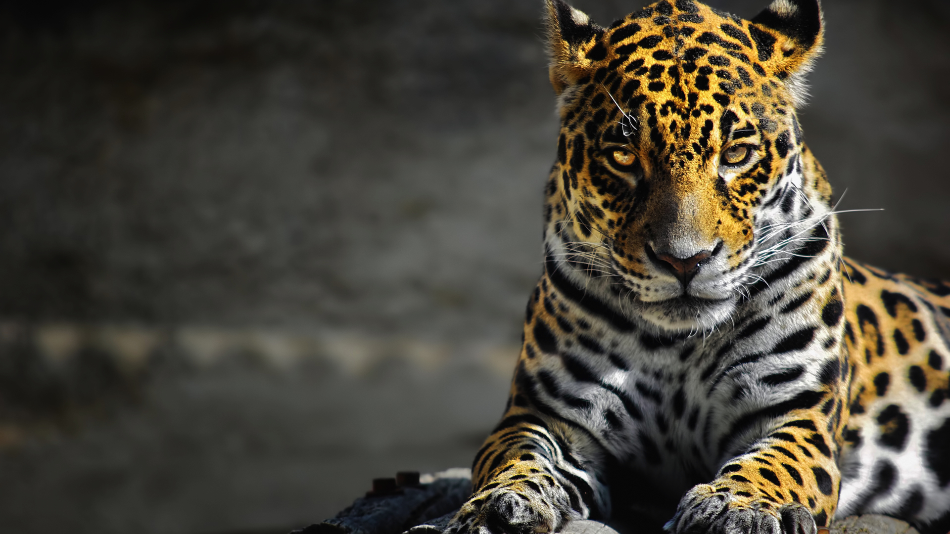 Jaguars Digital Art Animals Big Cats 1920x1080