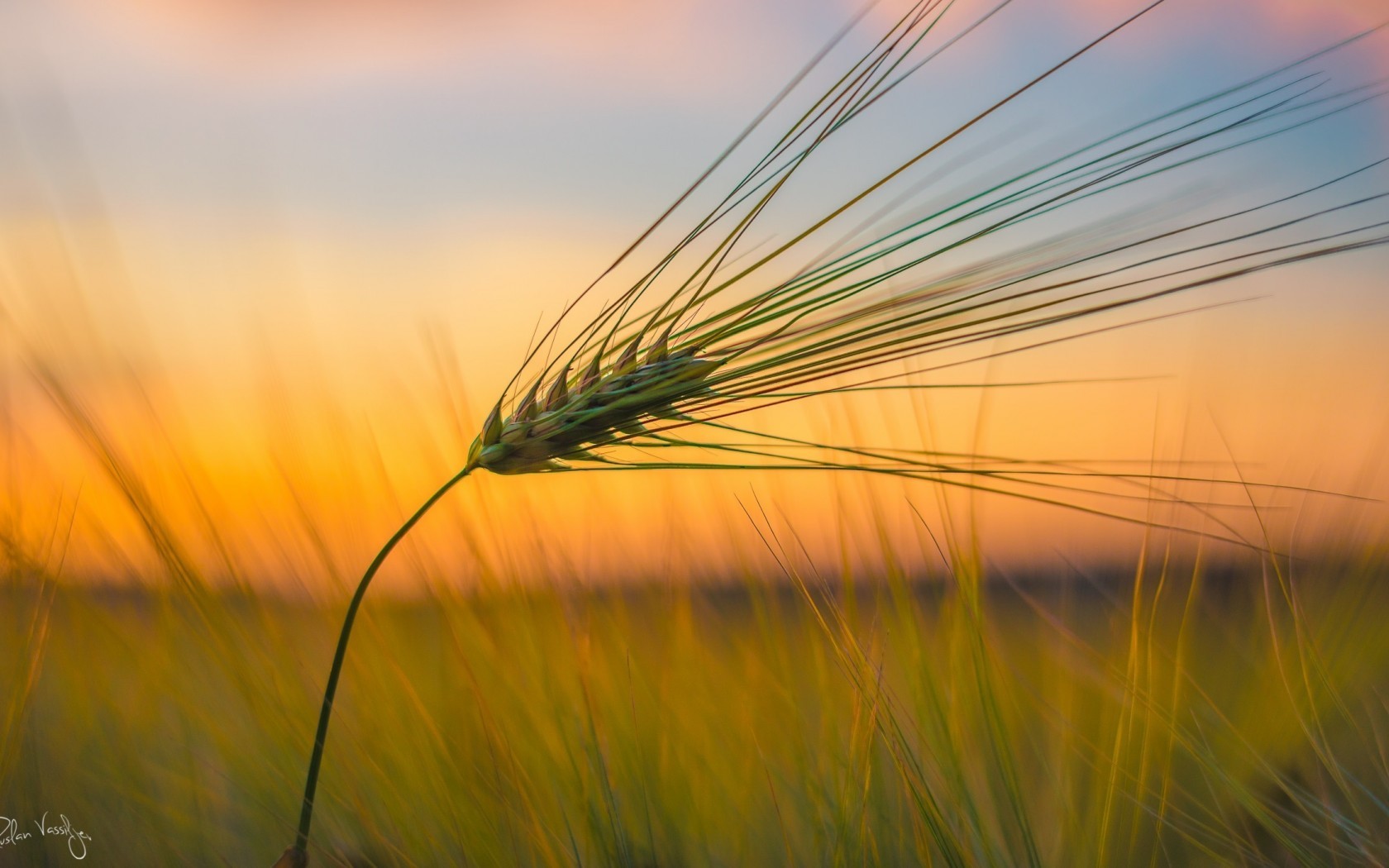 Nature Crops Plants 1680x1050