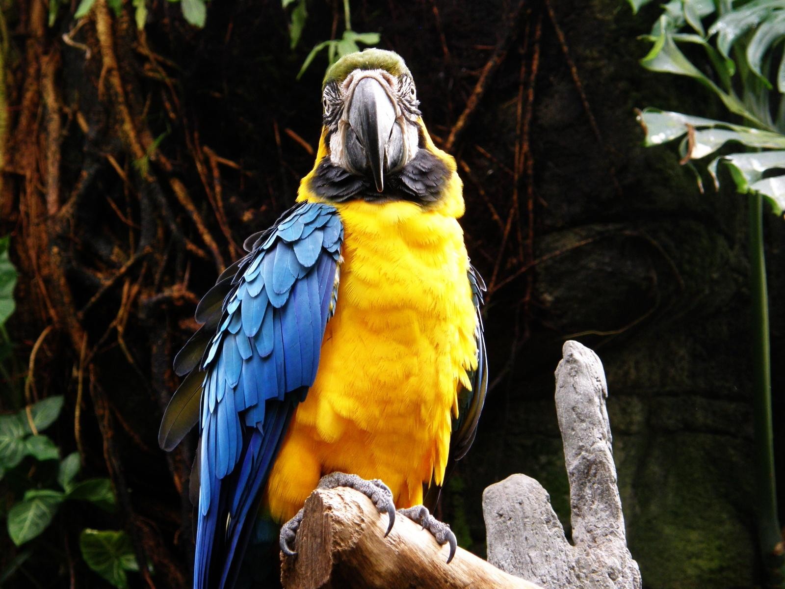 Animals Birds Macaws Parrot 1600x1200