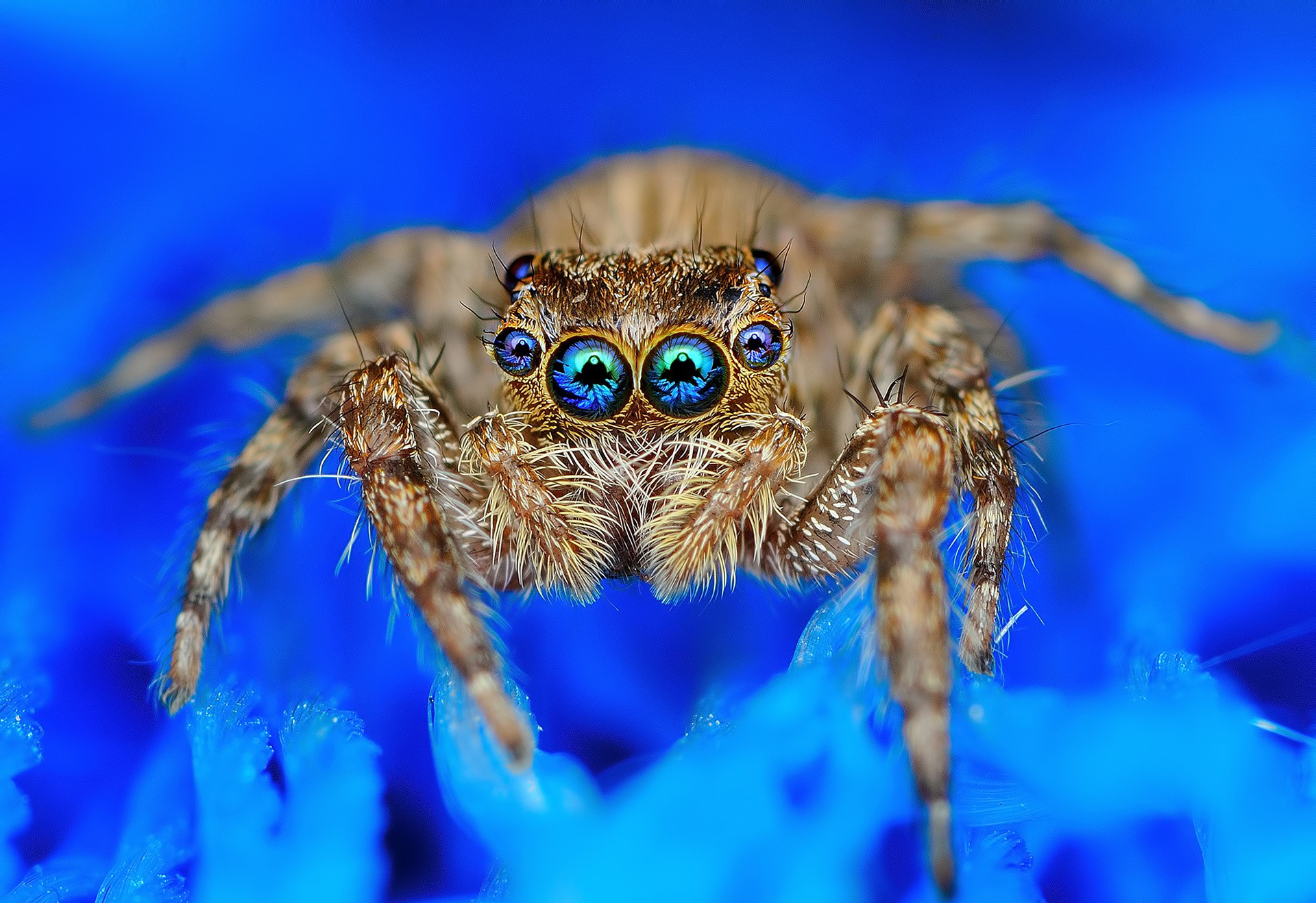 Jumping Spider 1920x1318