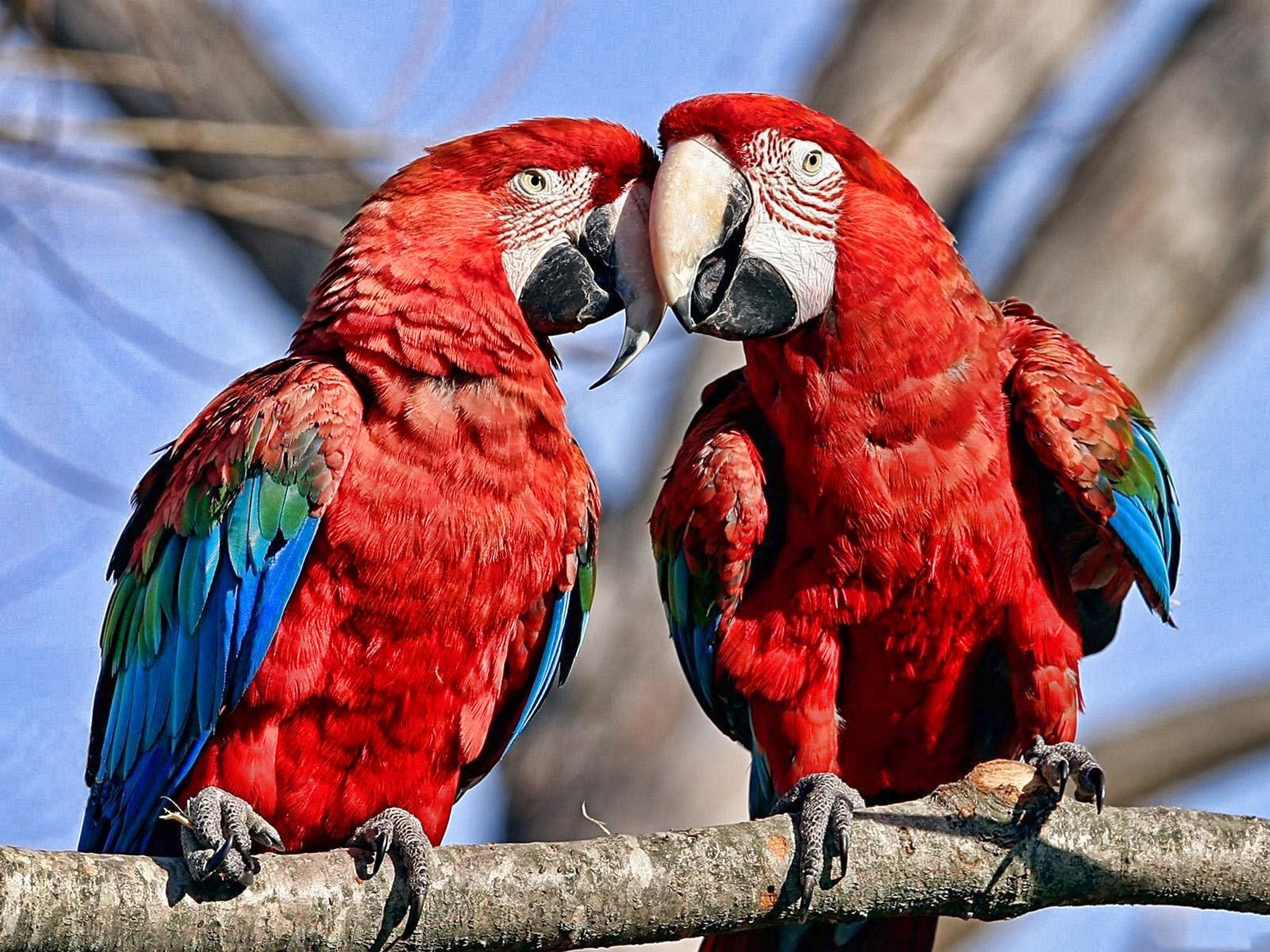 Birds Parrot Nature Macaws 2078x1558