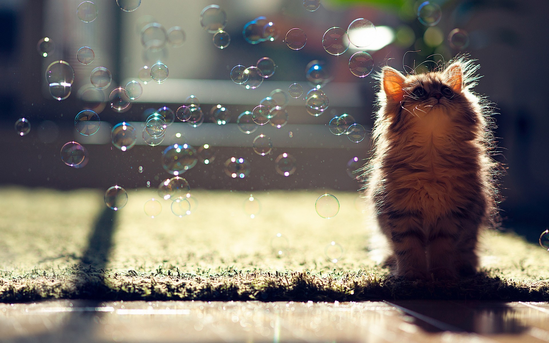 Cats Ben Torode Carpets Bubbles Sunlight Animals Looking Up 1920x1200