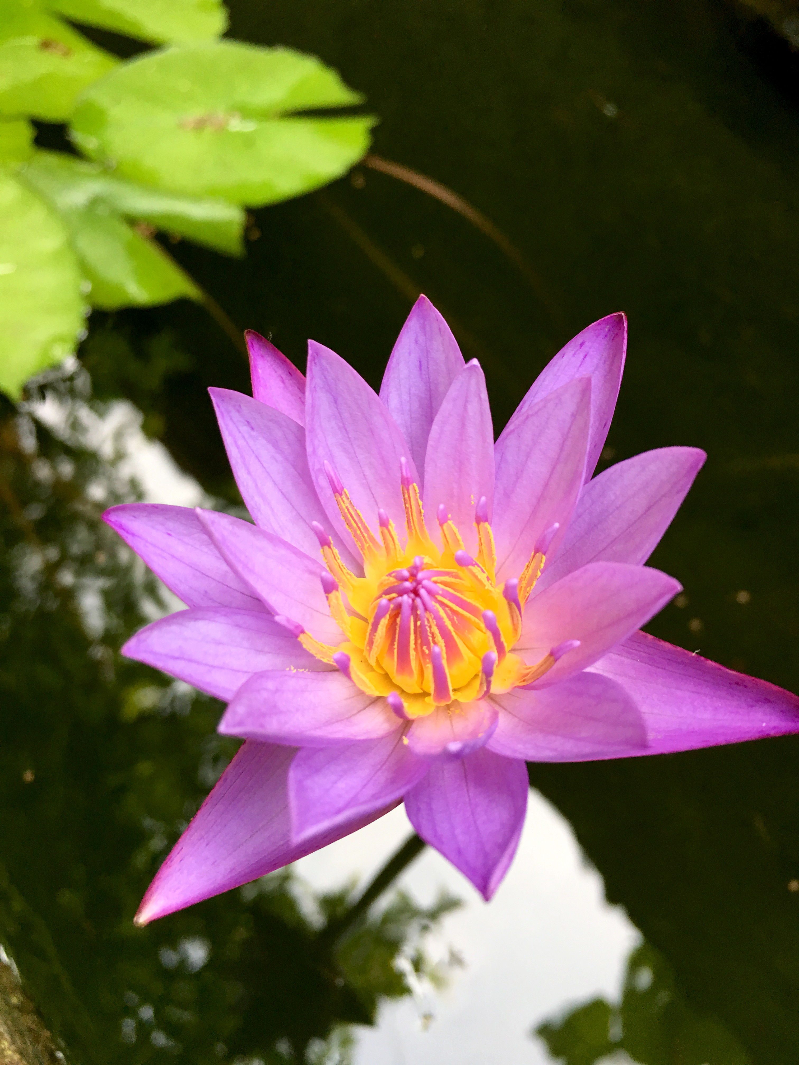 Water Lilies Flowers Sri Lanka Pond 3024x4032