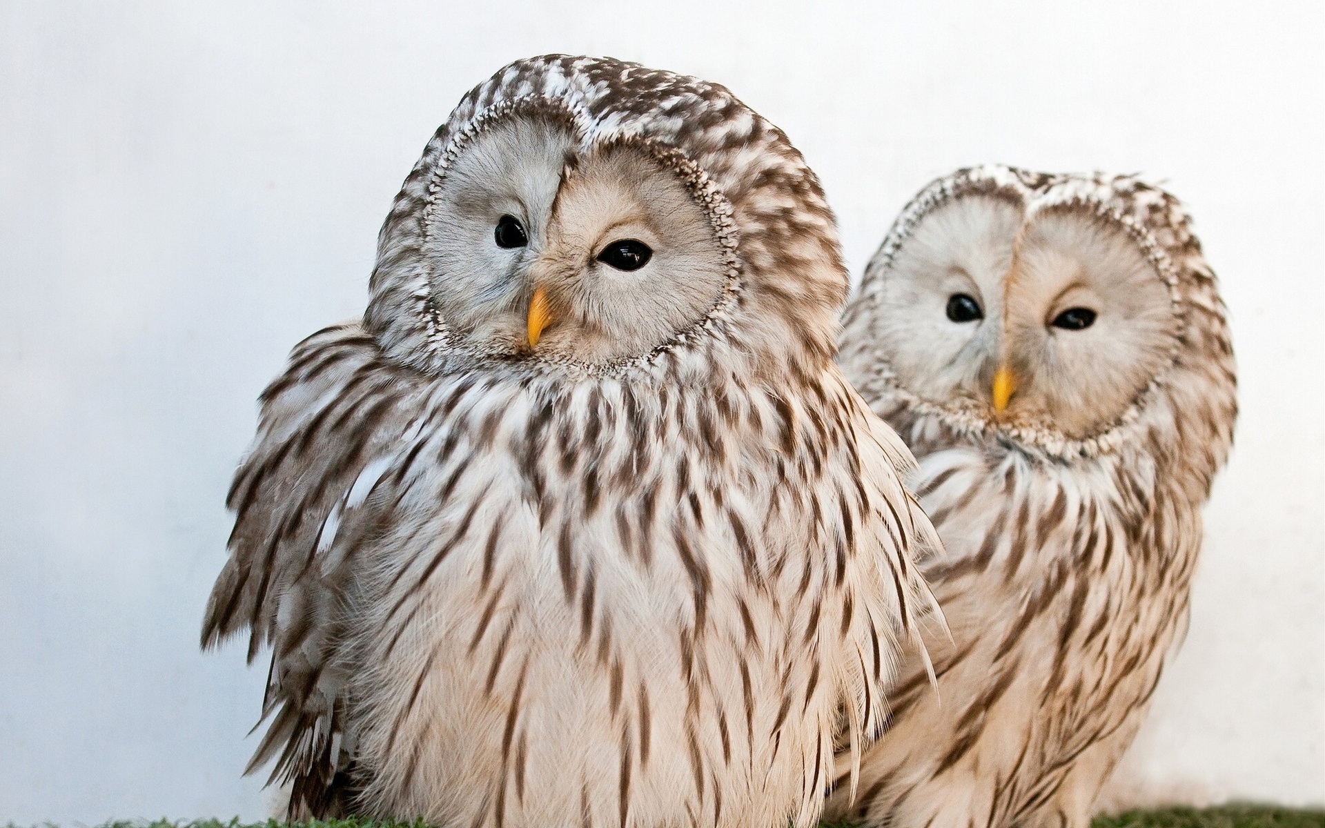 Animal Barred Owl 1920x1200