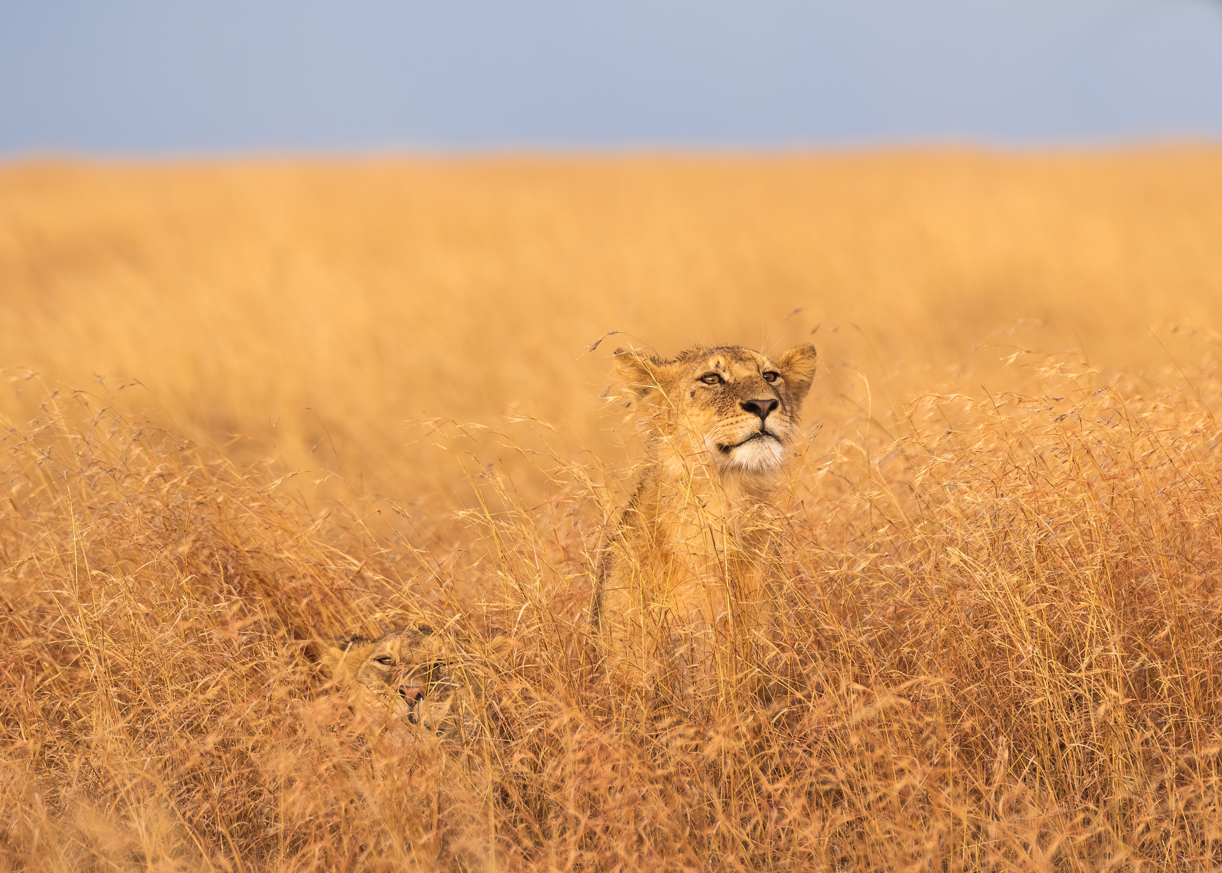 Tanzania Lion Cub Serengeti Wild Cat 4045x2889