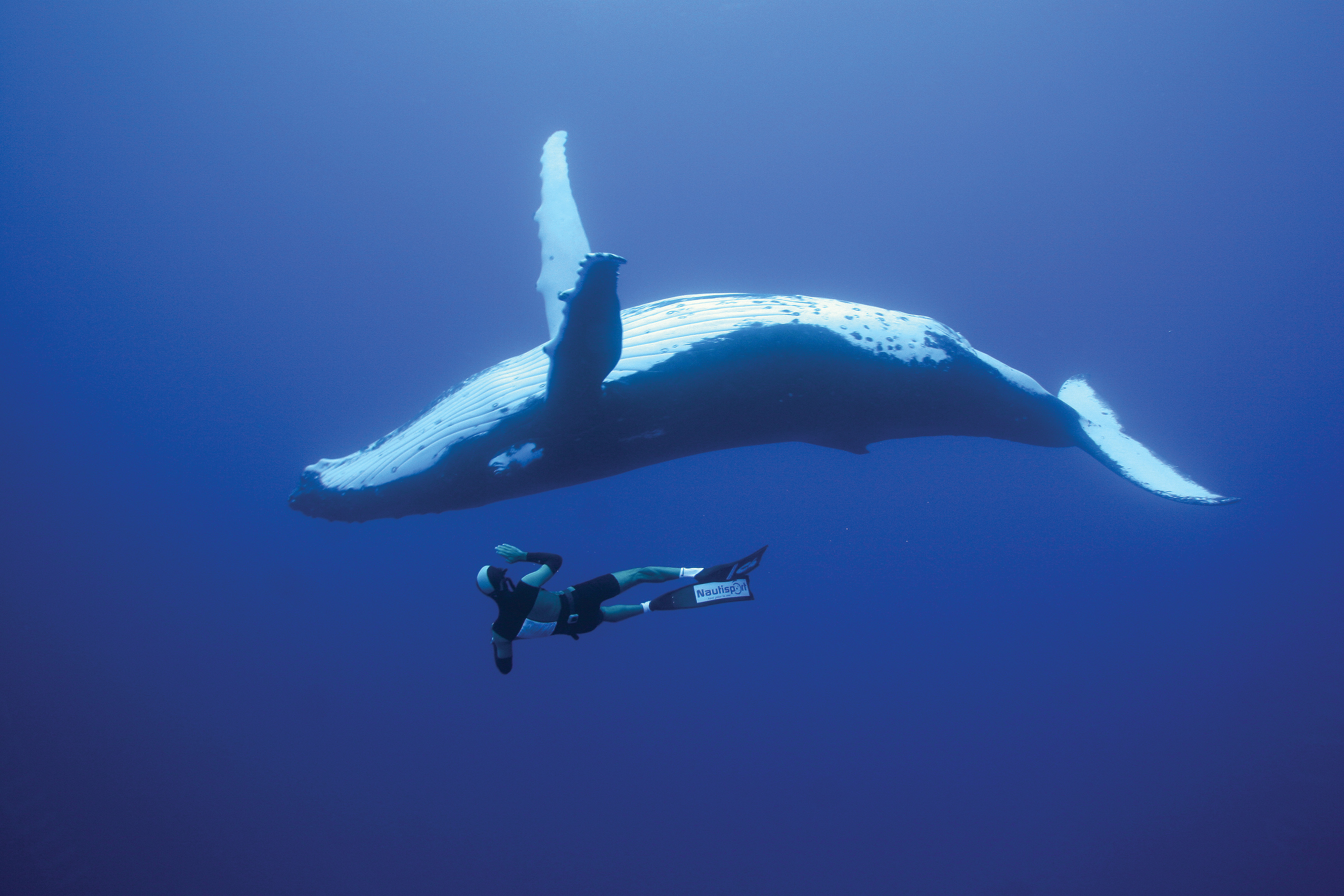 Whale Diver Humpback Whale 3504x2336