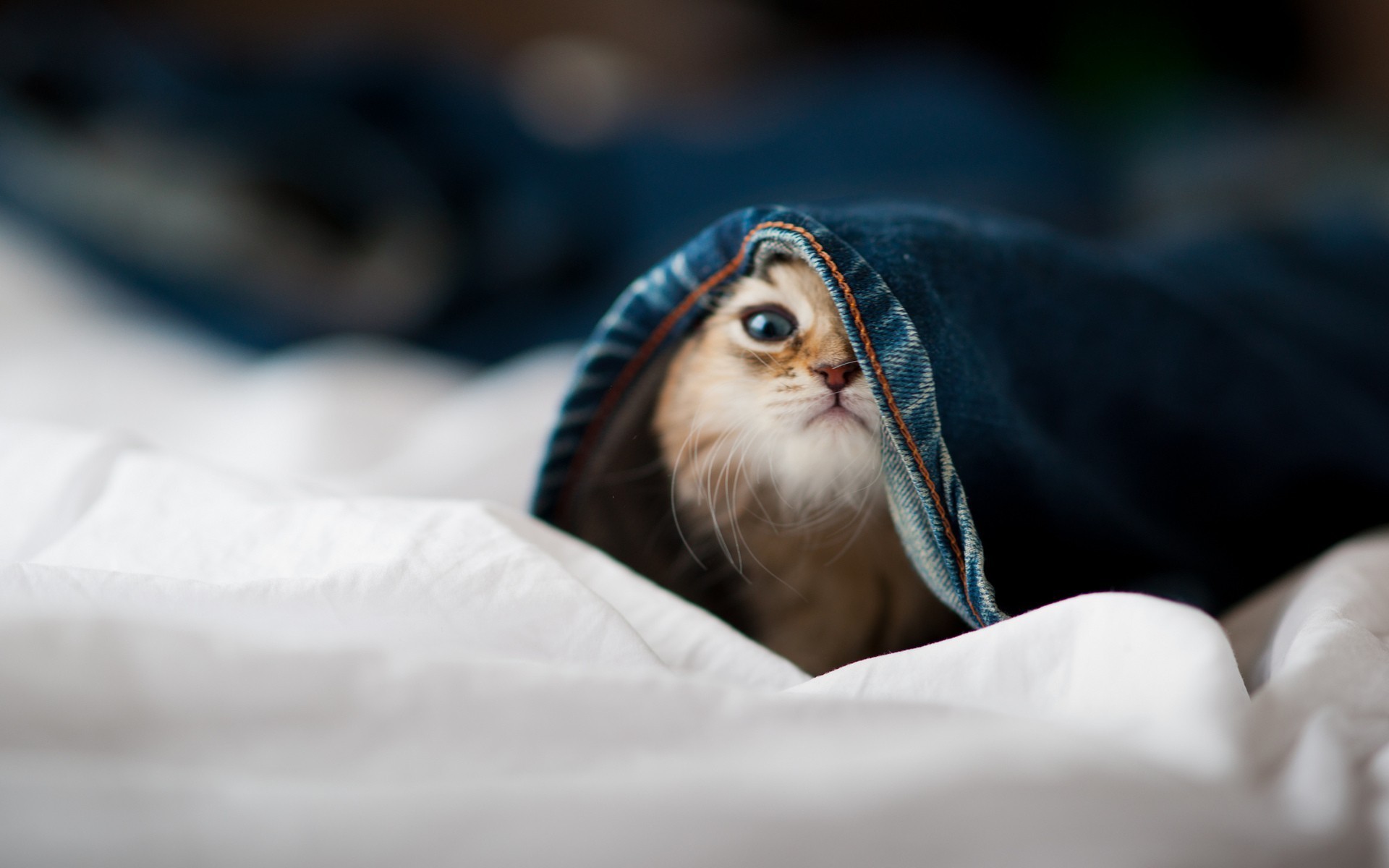 Cats Bed Ben Torode Jeans Animals Depth Of Field 1920x1200