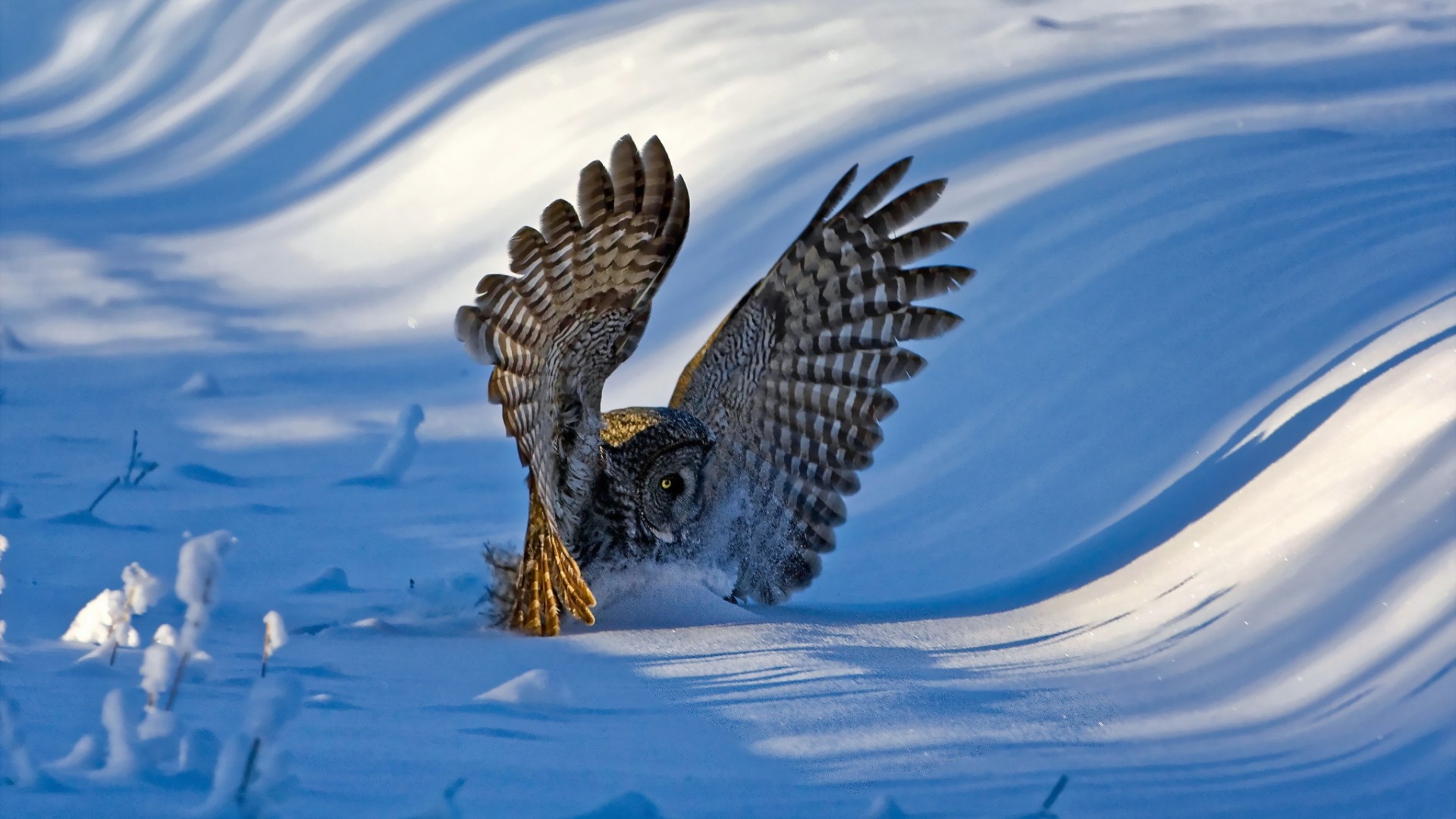 Nature Landscape Winter Snow Animals Birds Owl Hills Sunlight Shadow Wings Landing 1920x1080