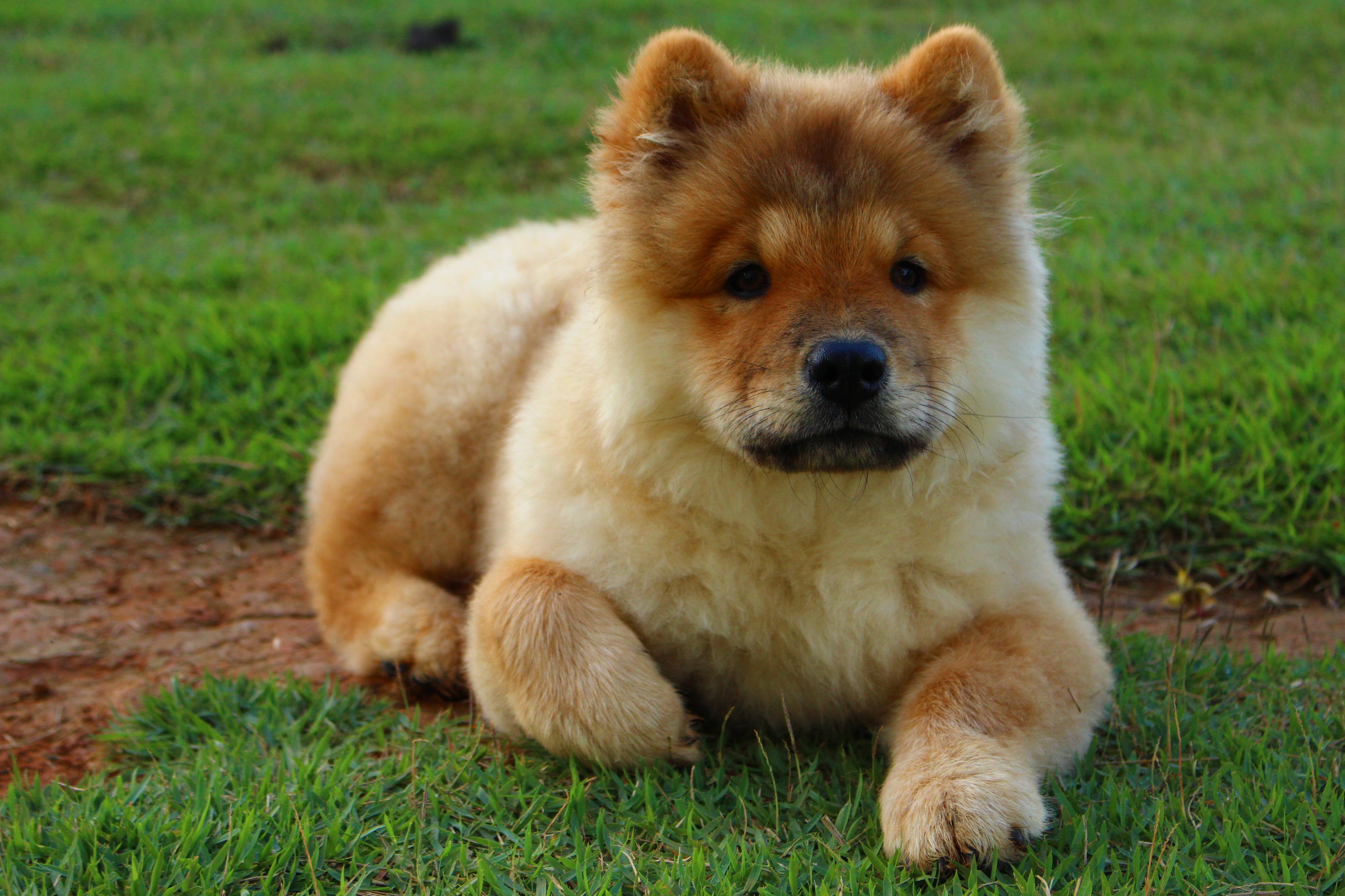 Chow Chow Dog Puppy Baby Animal 3456x2304