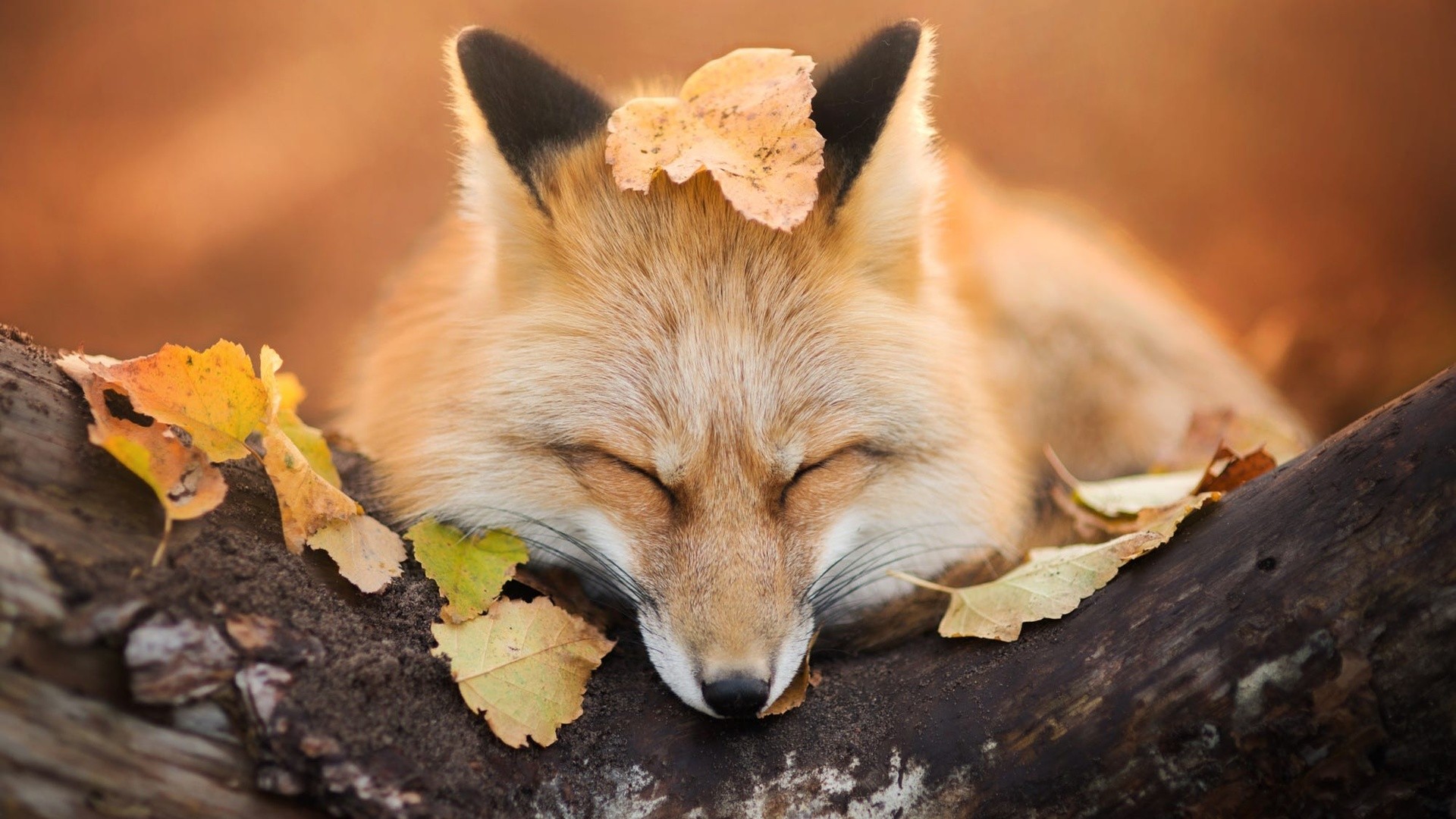 Nature Animals Fox Trees Leaves Fall Depth Of Field Sleeping Muzzles Photography 1920x1080