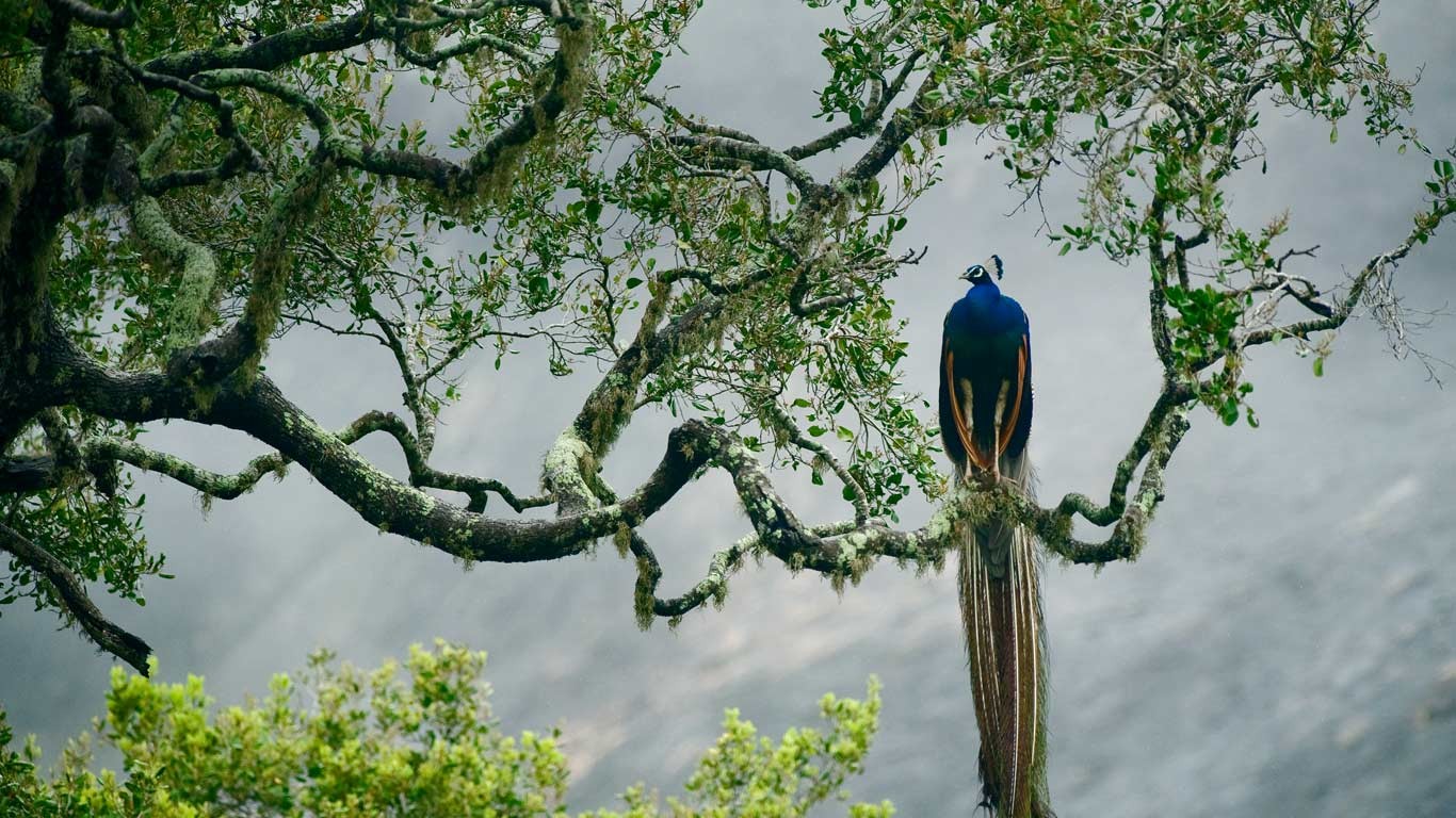 Peacocks Animals Birds Trees 1366x768