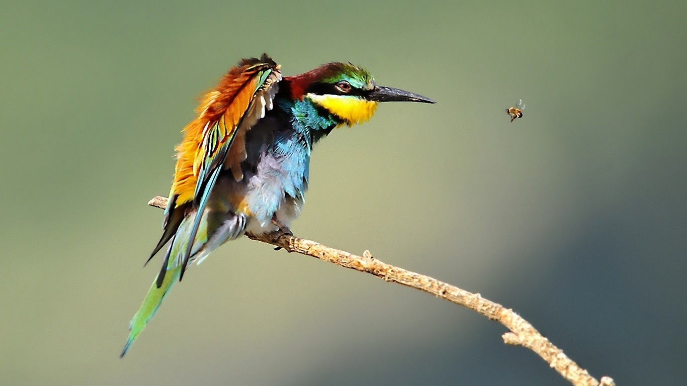 Nature Animals Bee Eaters Birds Bees 1366x768