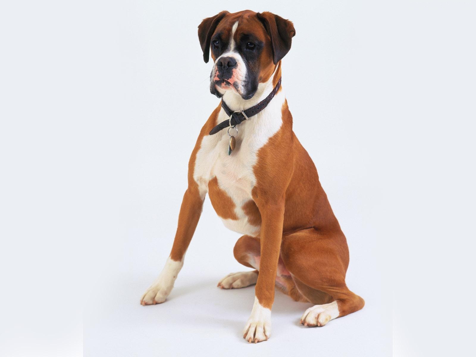 Dog Boxer Dog Pet 1600x1200