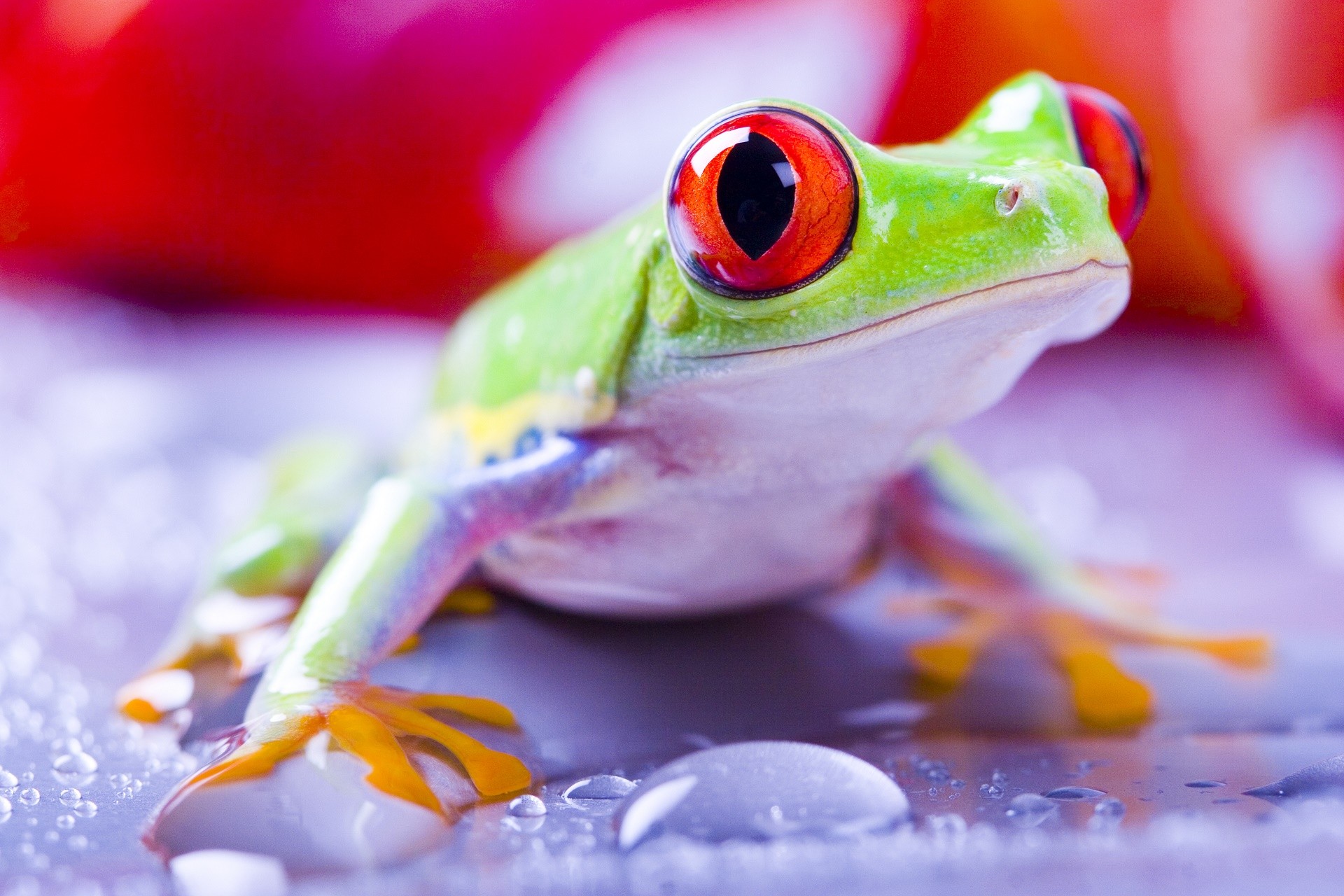 Red Eyed Tree Frogs Frog Water Drops Amphibian 1920x1280