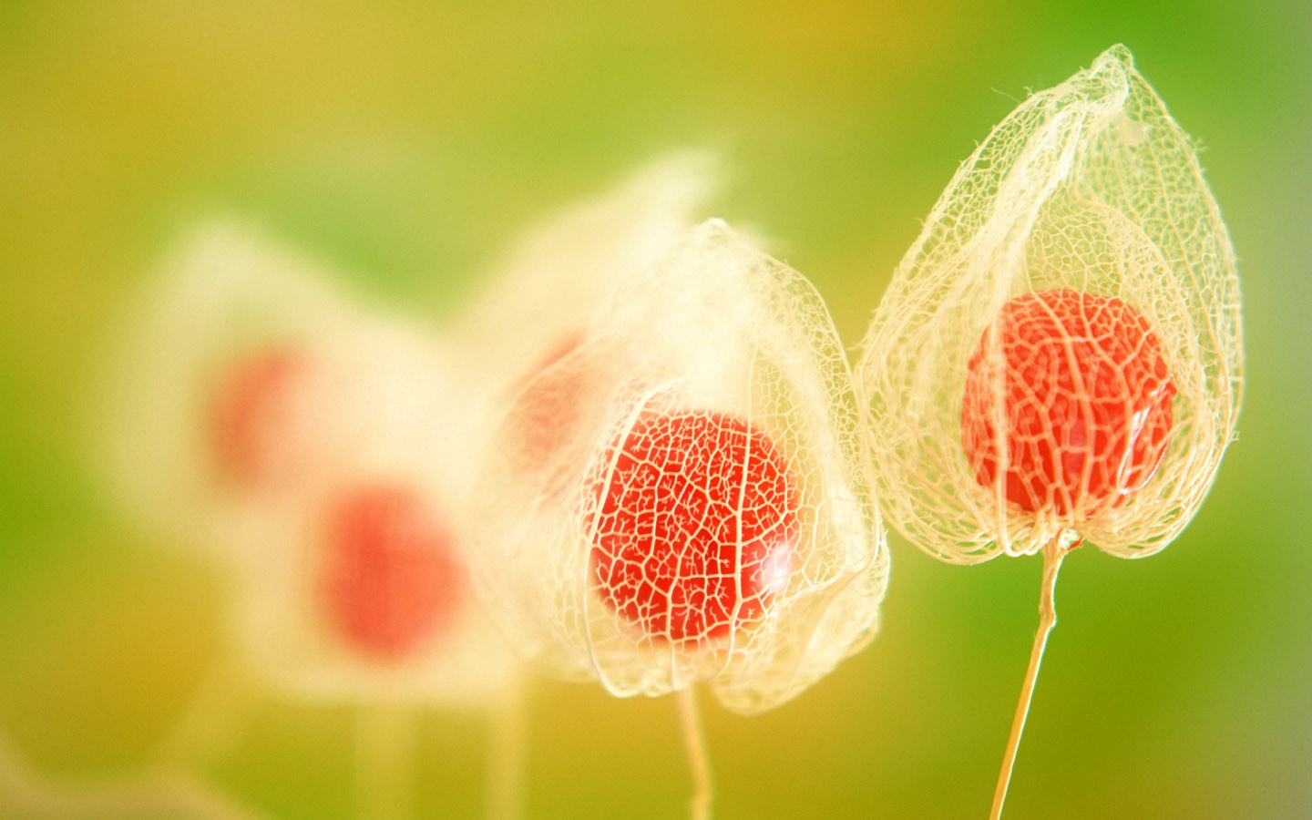 Chinese Lantern Fruit Macro Plants 1440x900