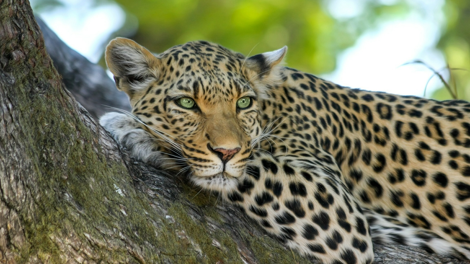 Leopard Big Cats Africa Botswana Animals 1920x1080