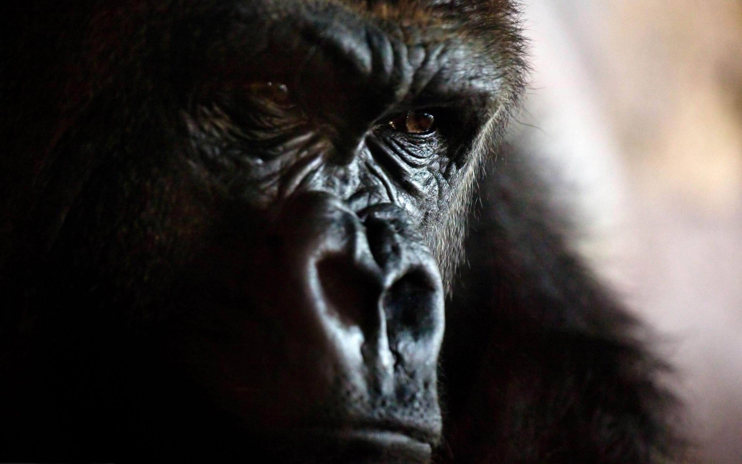 Animals Gorillas Closeup Face 2880x1800