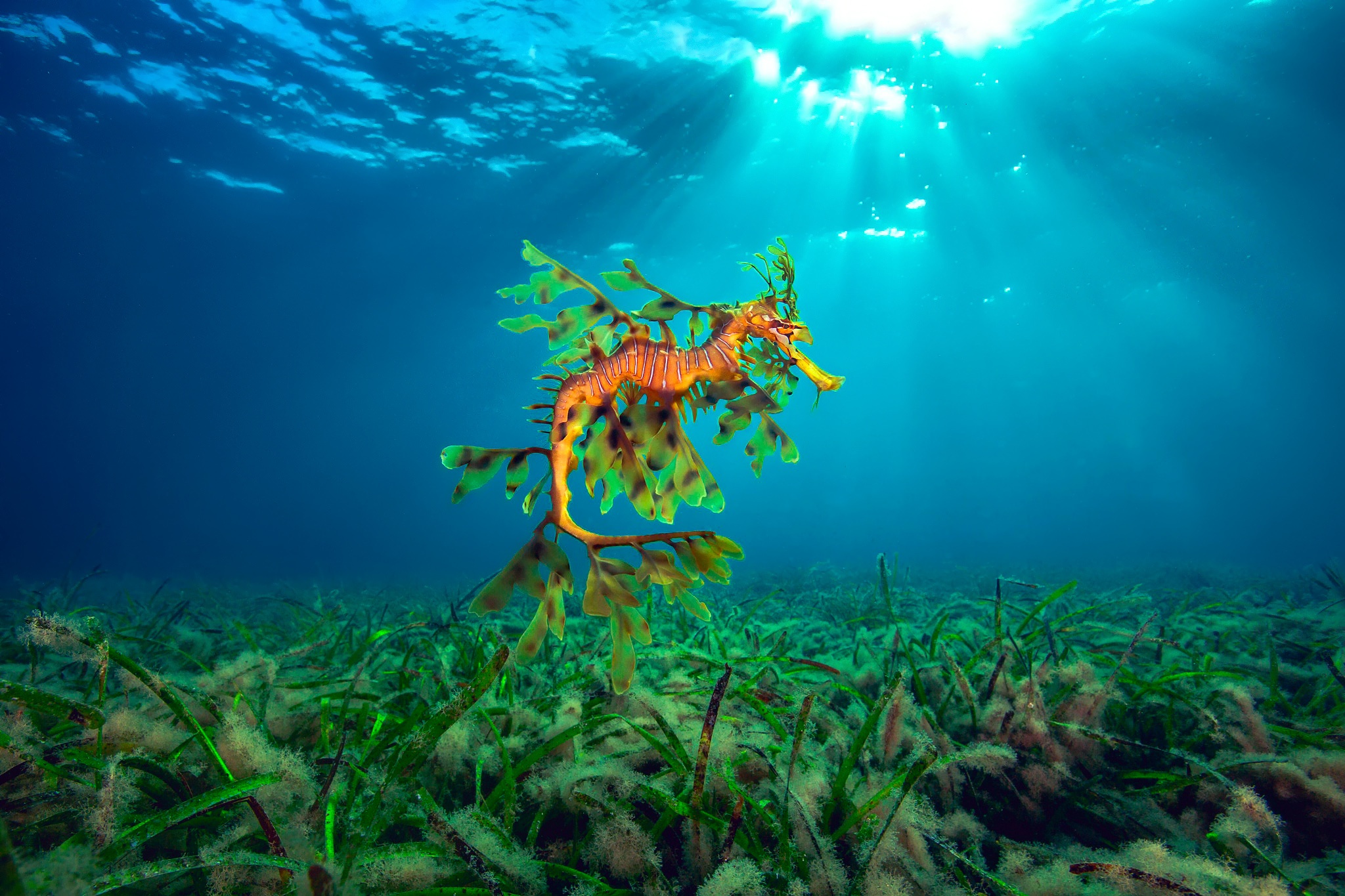Sea Underwater Plants Nature Seahorses Animals Fish 2048x1365