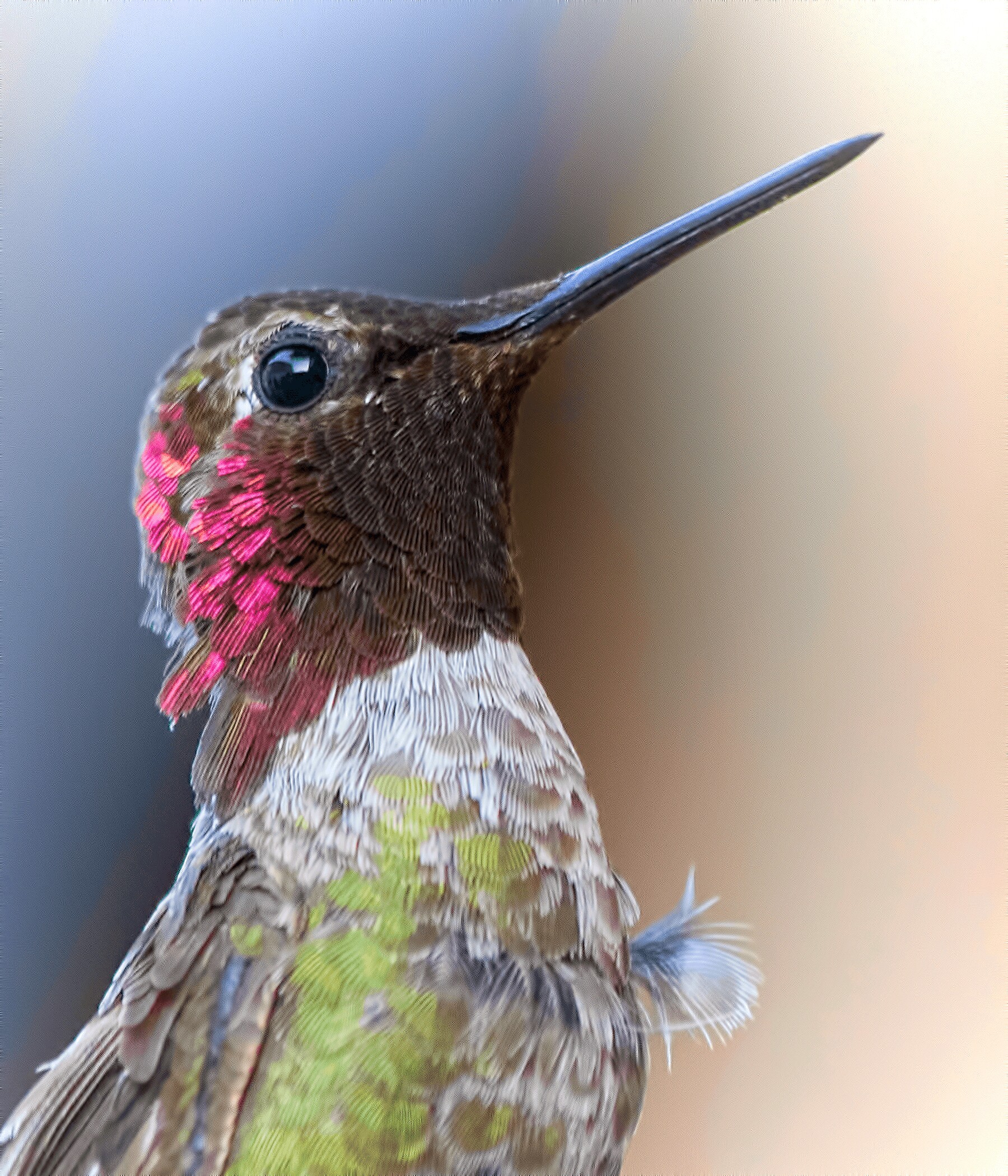 Hummingbirds 1800x2100