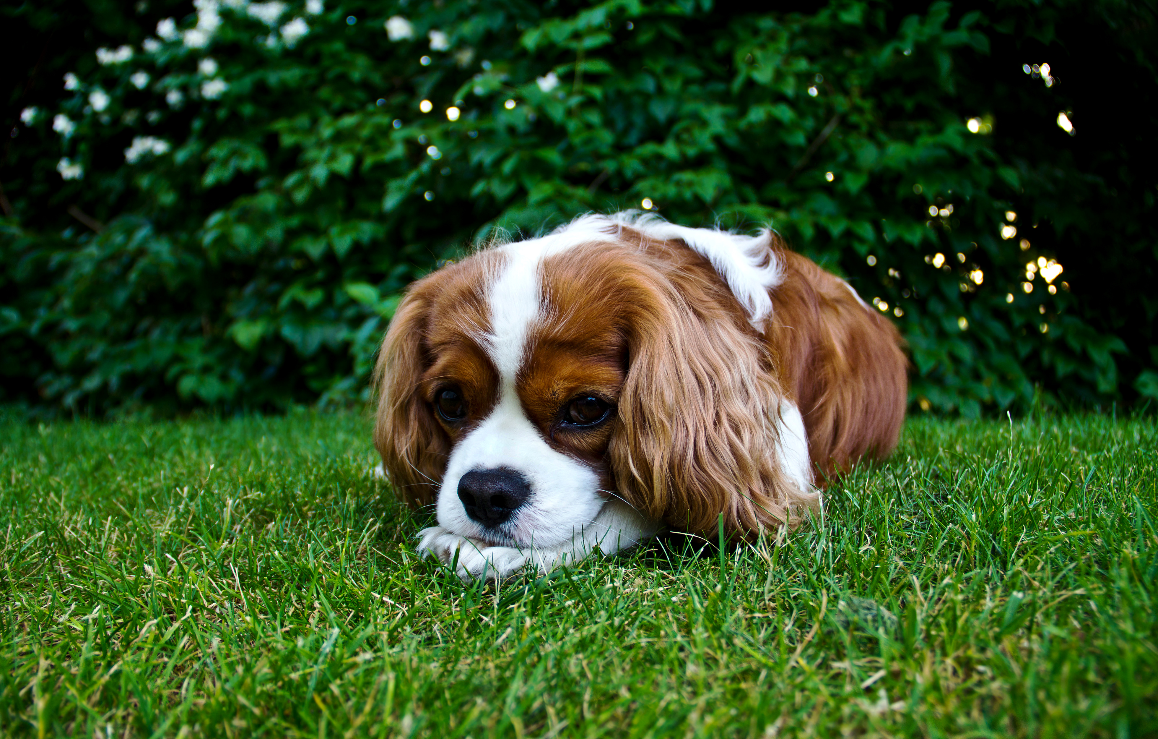 Animal Dog Puppy Spaniel Close Up Cocker Spaniel 3920x2500