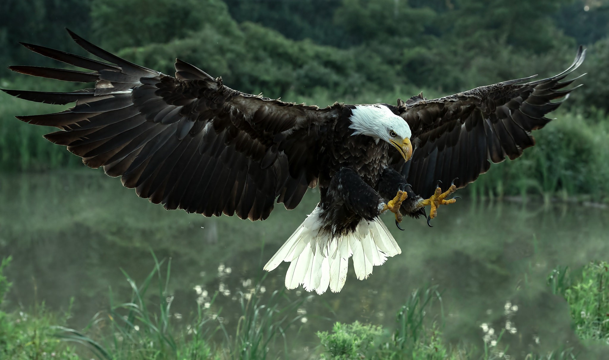 Animals Bald Eagle Birds Eagle Attack 2048x1212