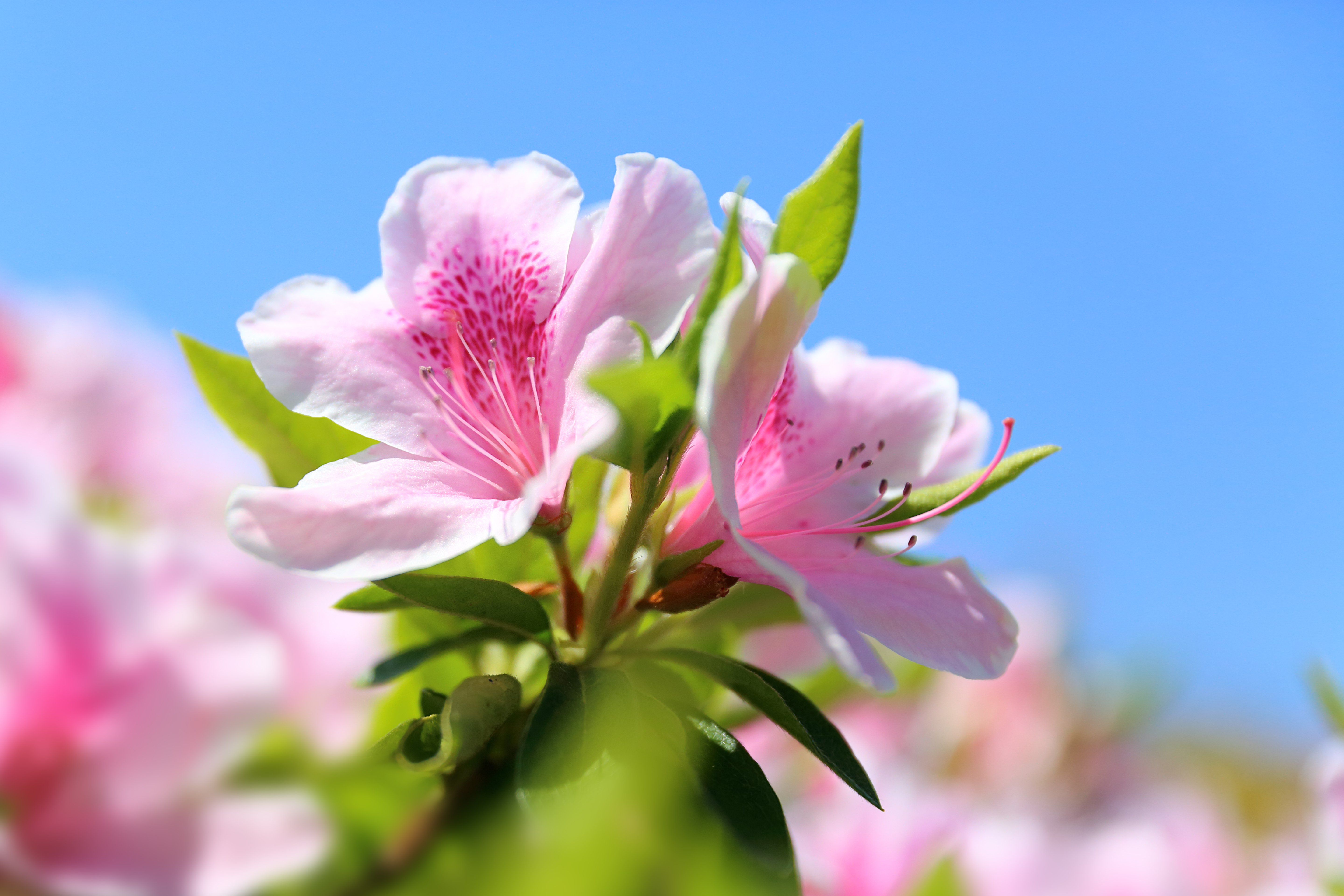 Azalea Flower Macro Petal Spring 5760x3840