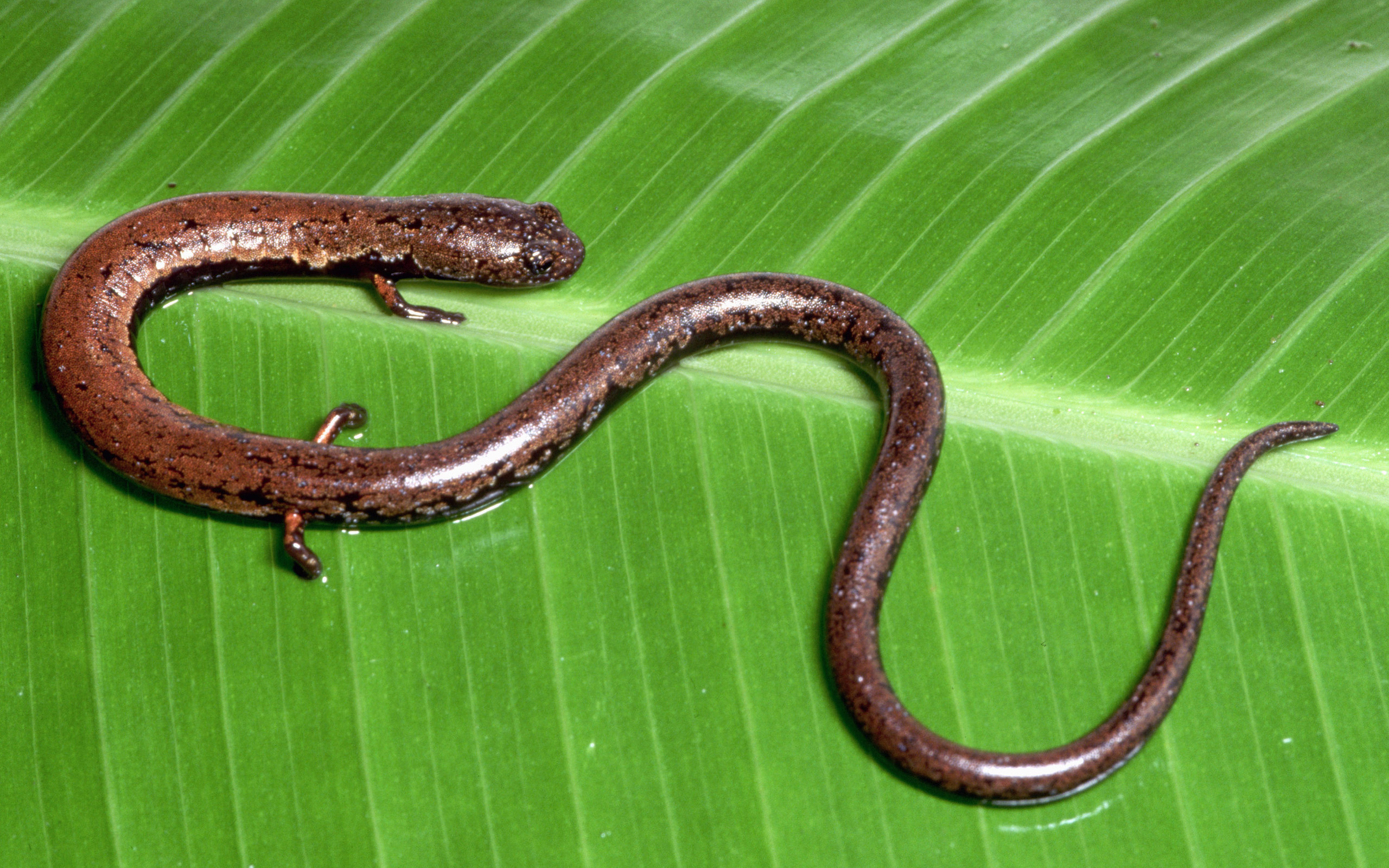 Animal Salamander 2560x1600